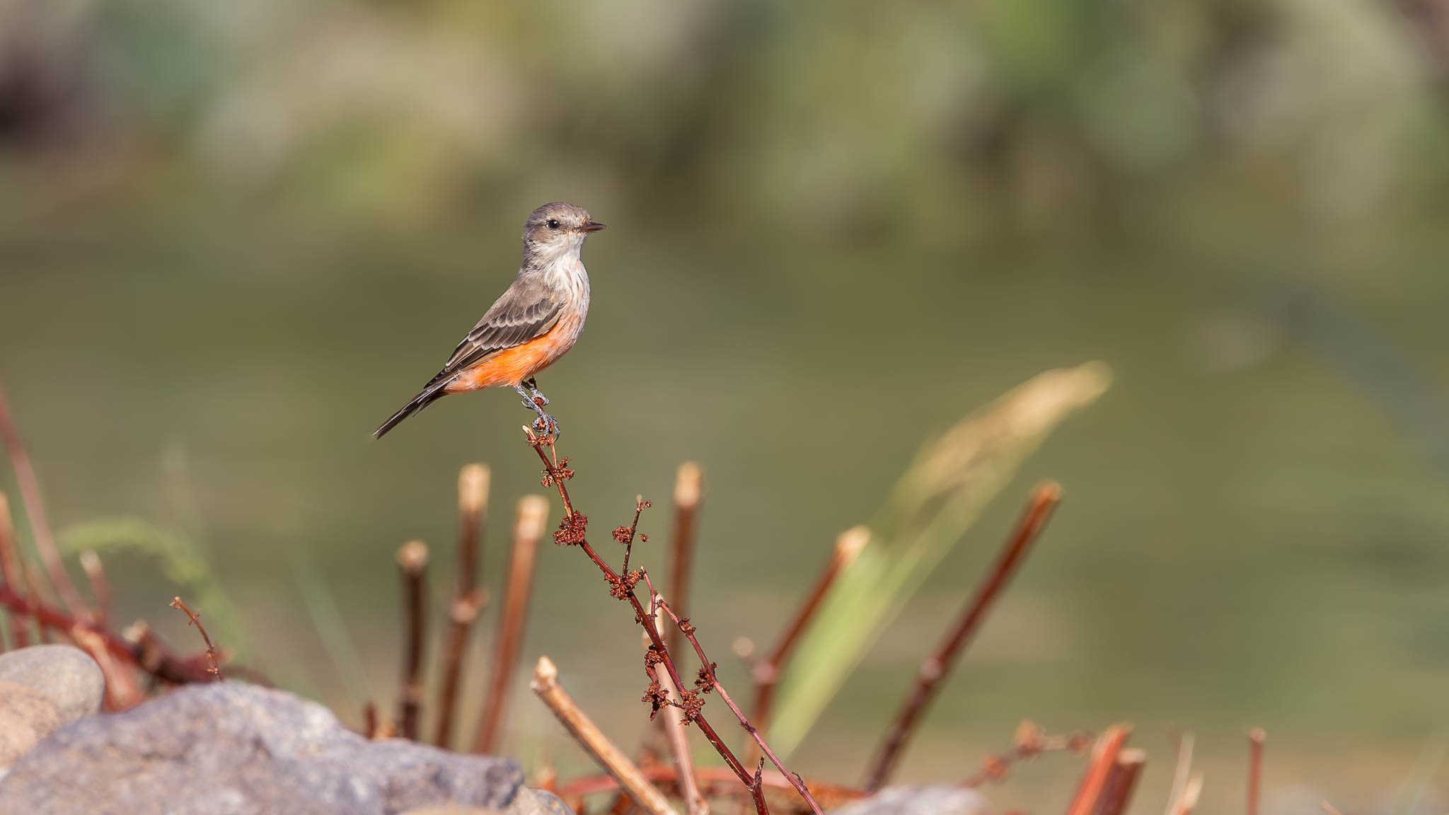 Female Vermilion Flycatcher