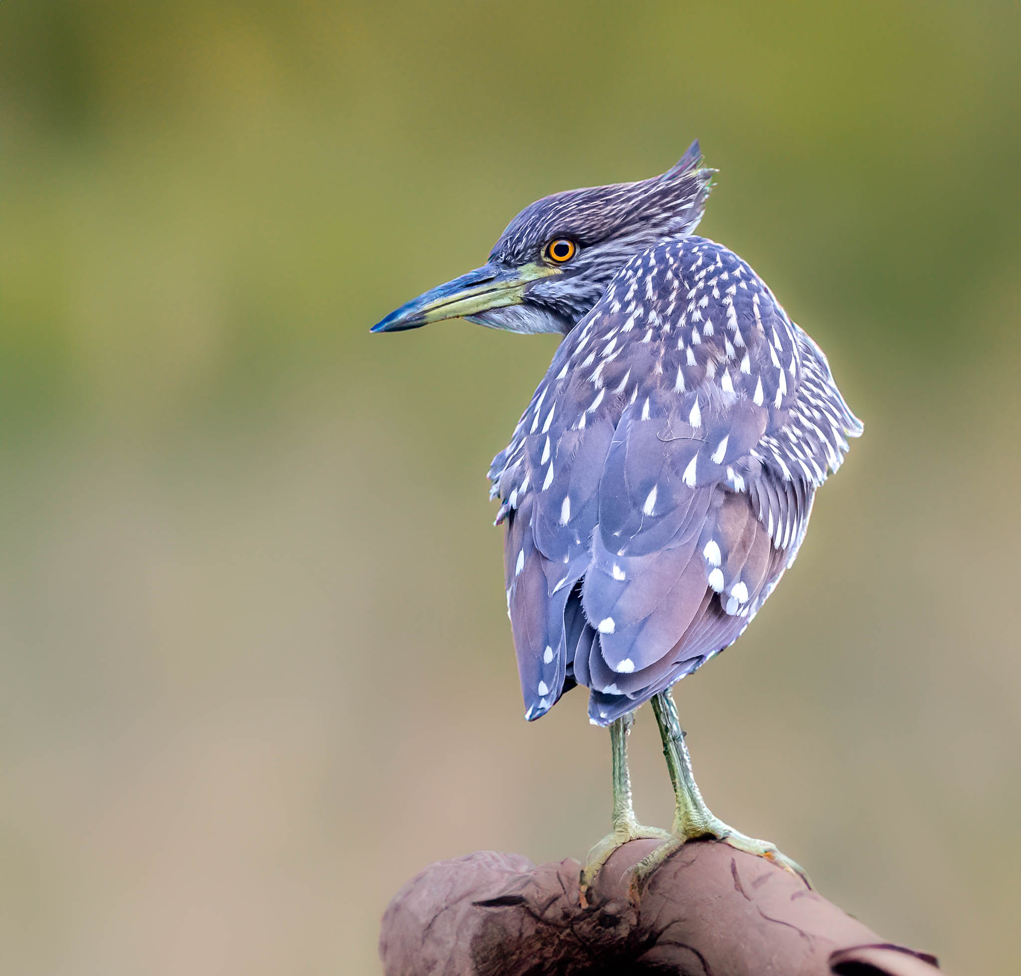 Juvenile Black-crowned Night-Heron