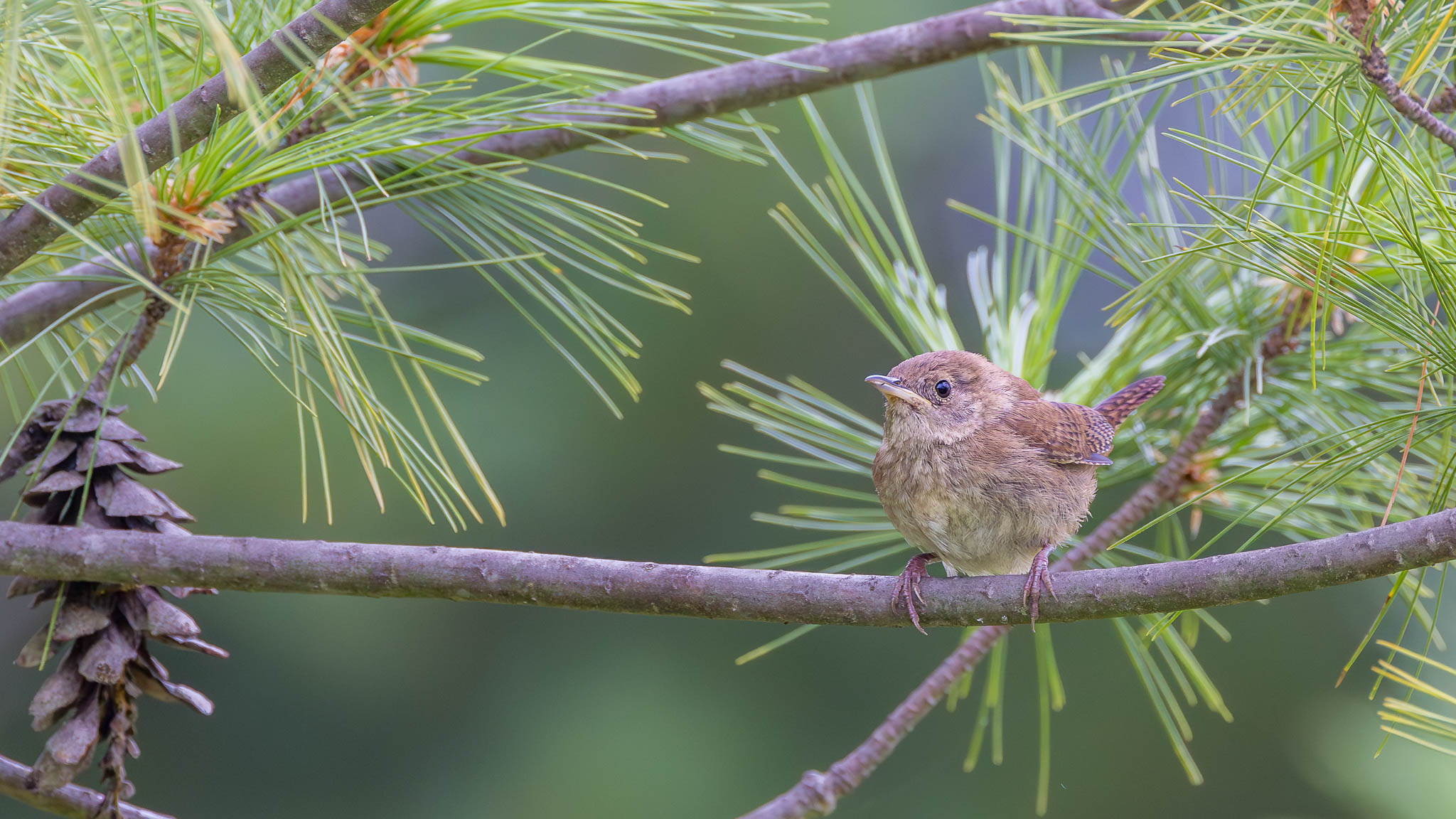 Juvenile Northern House Wren