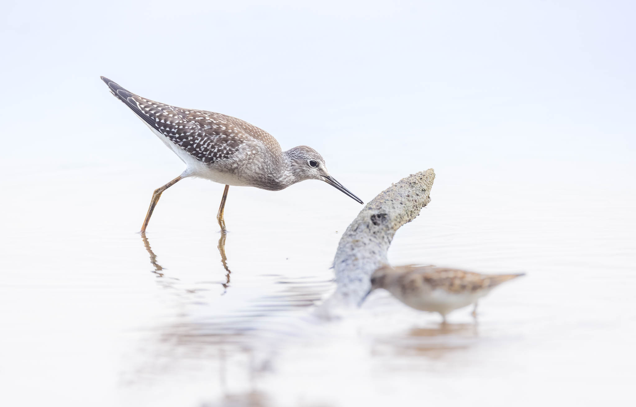 Lesser Yellowlegs