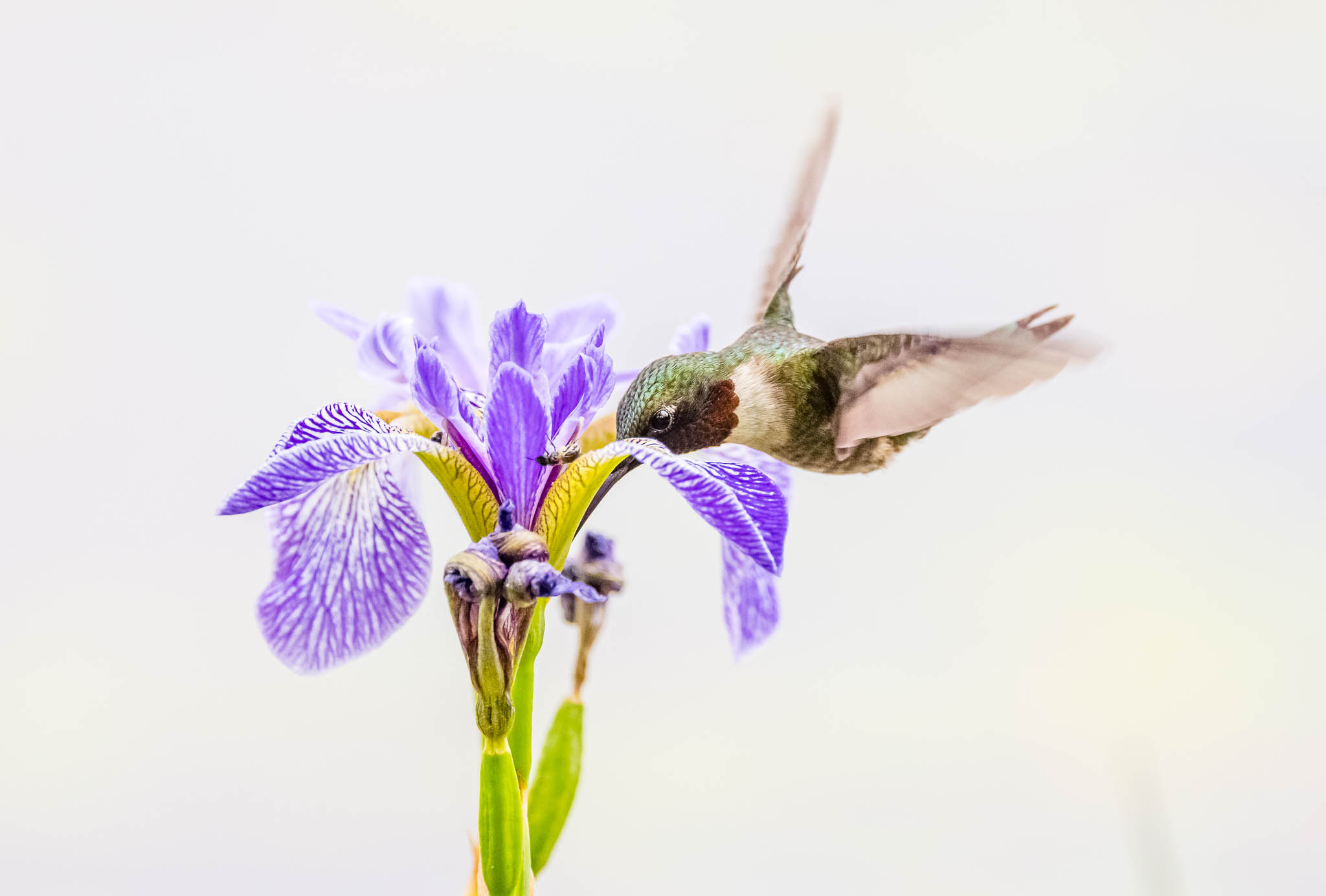 Ruby-throated Hummingbird