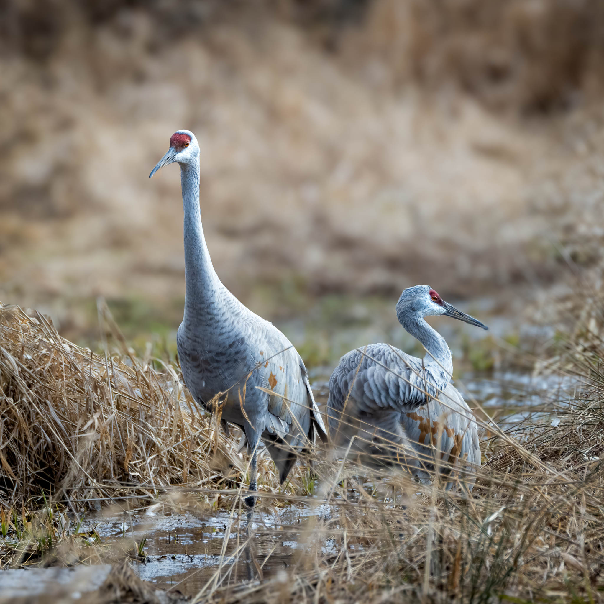 Sandhill Crane