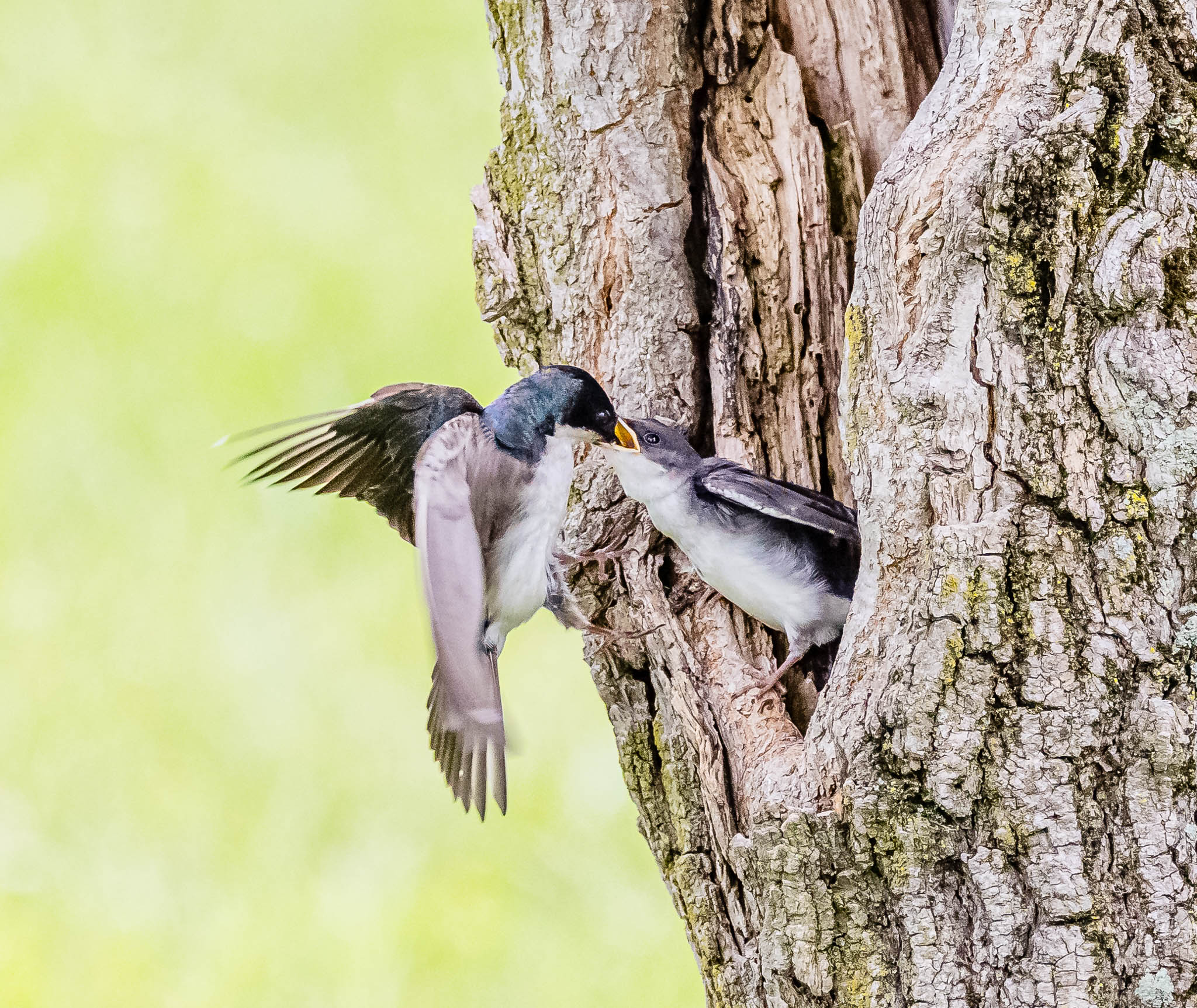 Tree Swallow