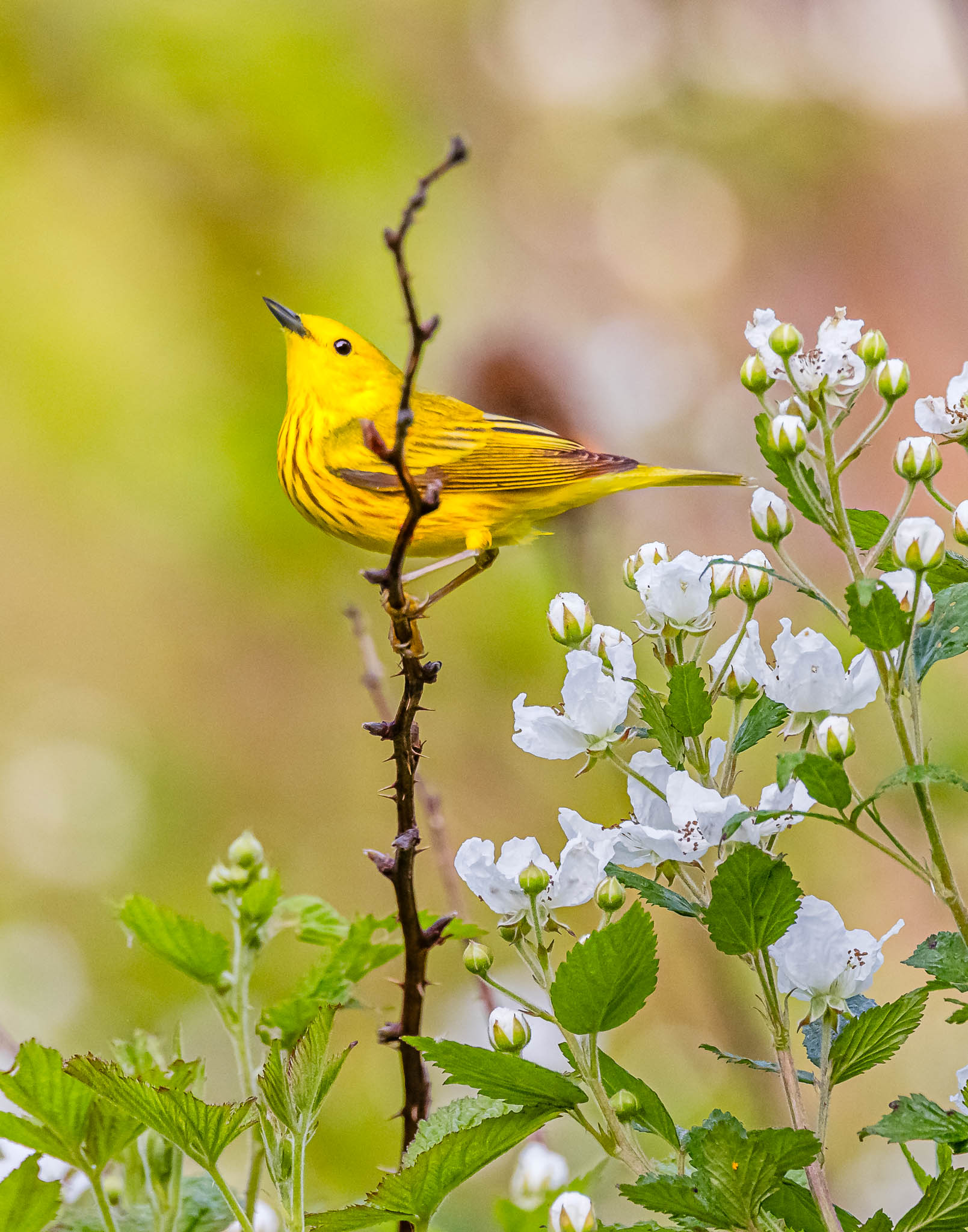 Yellow Warbler