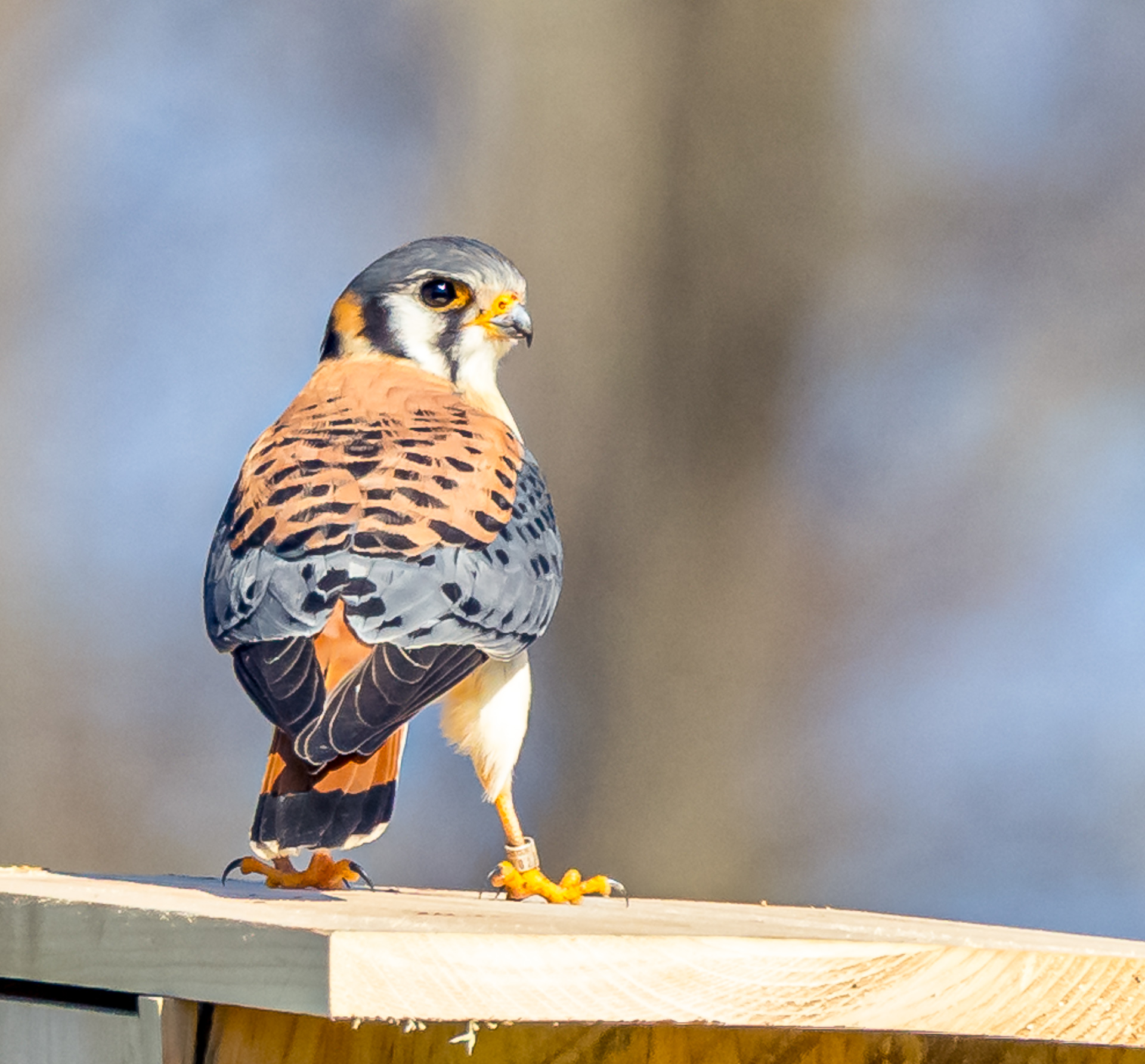 American Kestrel