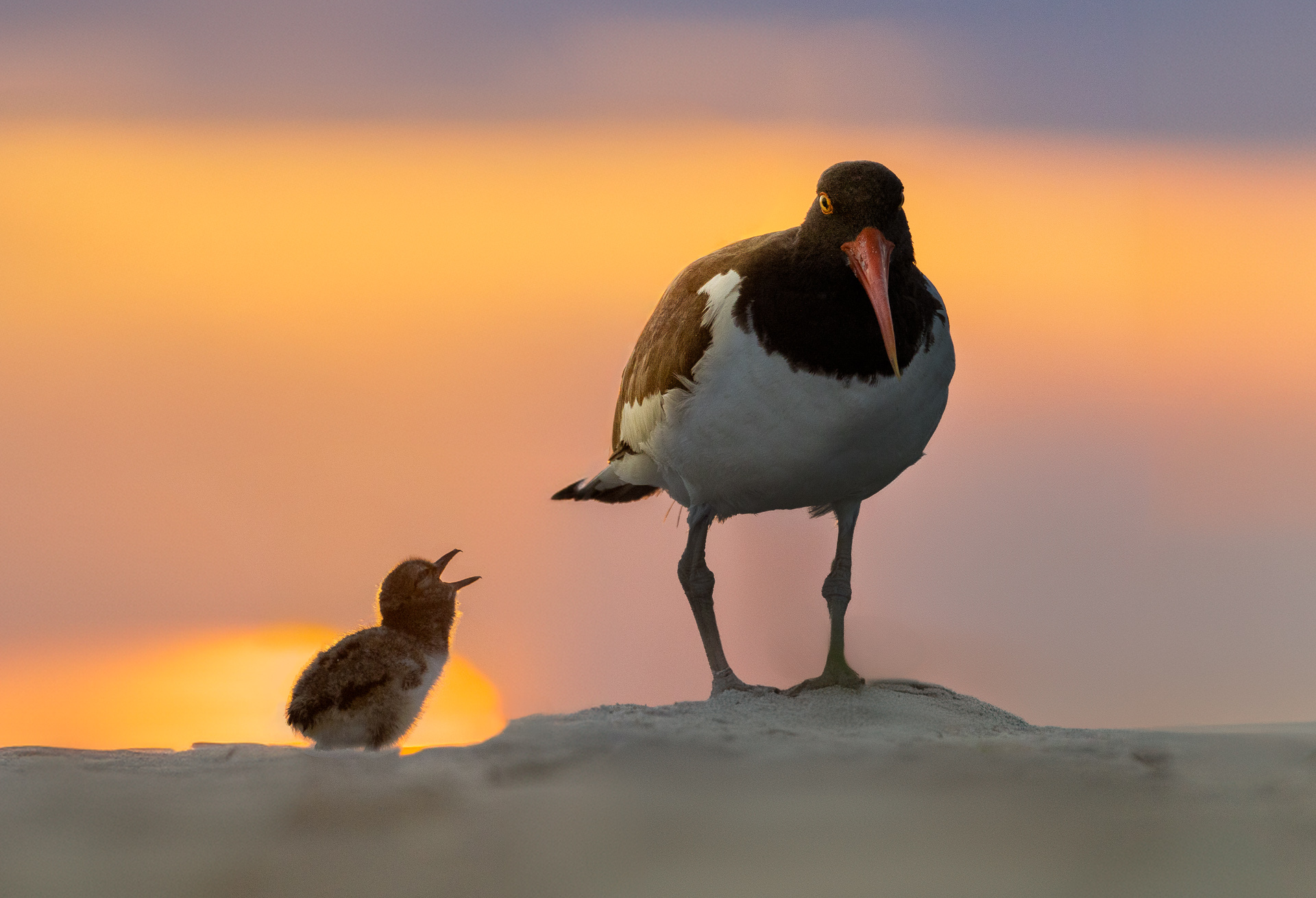 American Oystercatcher