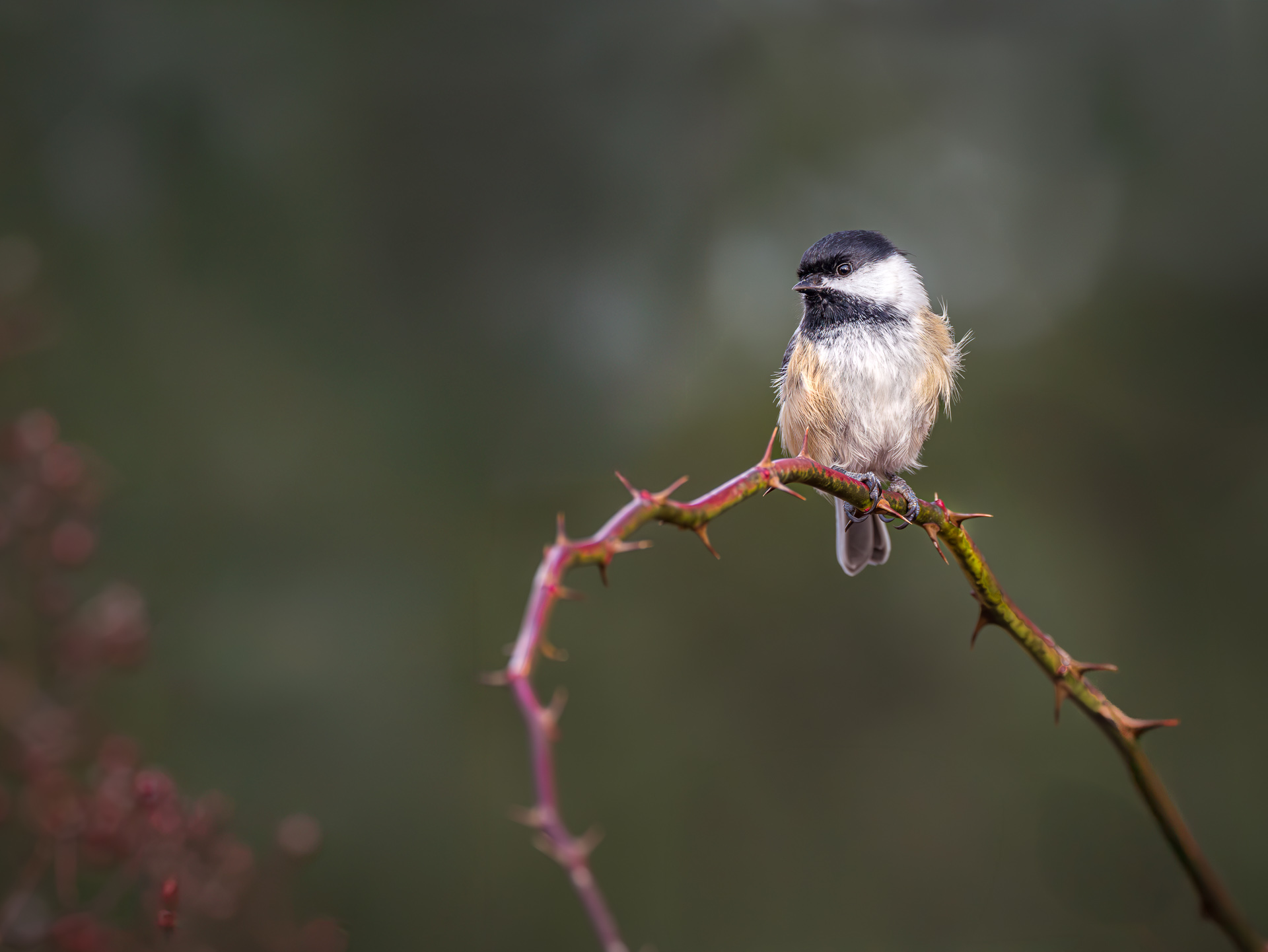 Black-capped Chickadee
