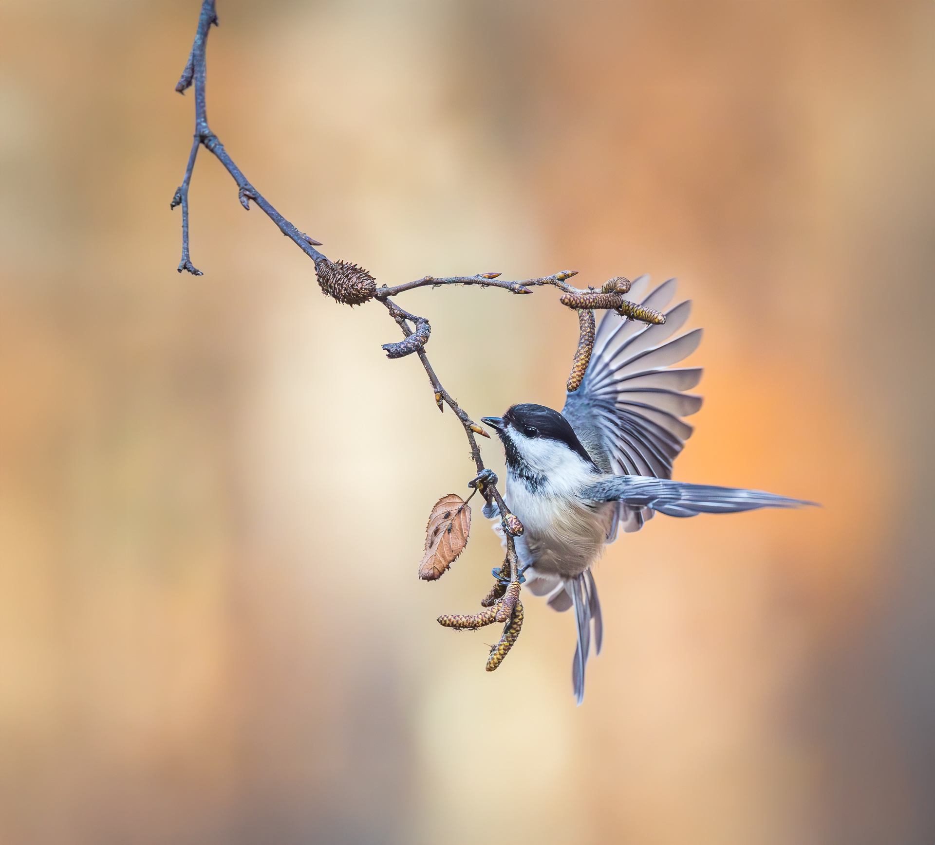 Black-capped Chickadee