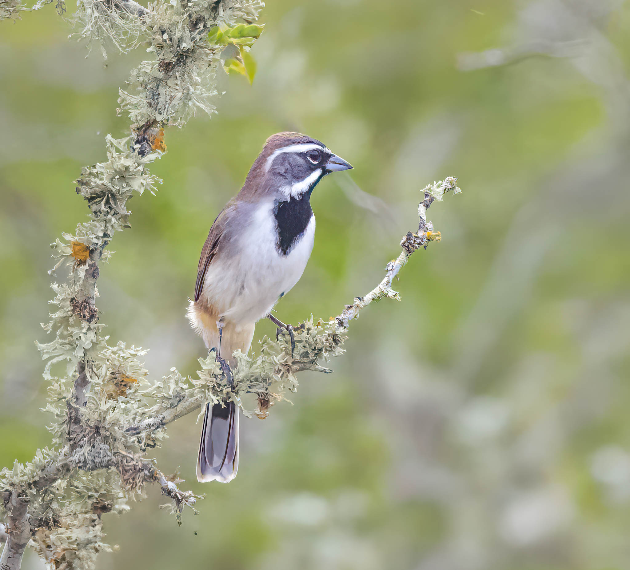 Black-throated Sparrow