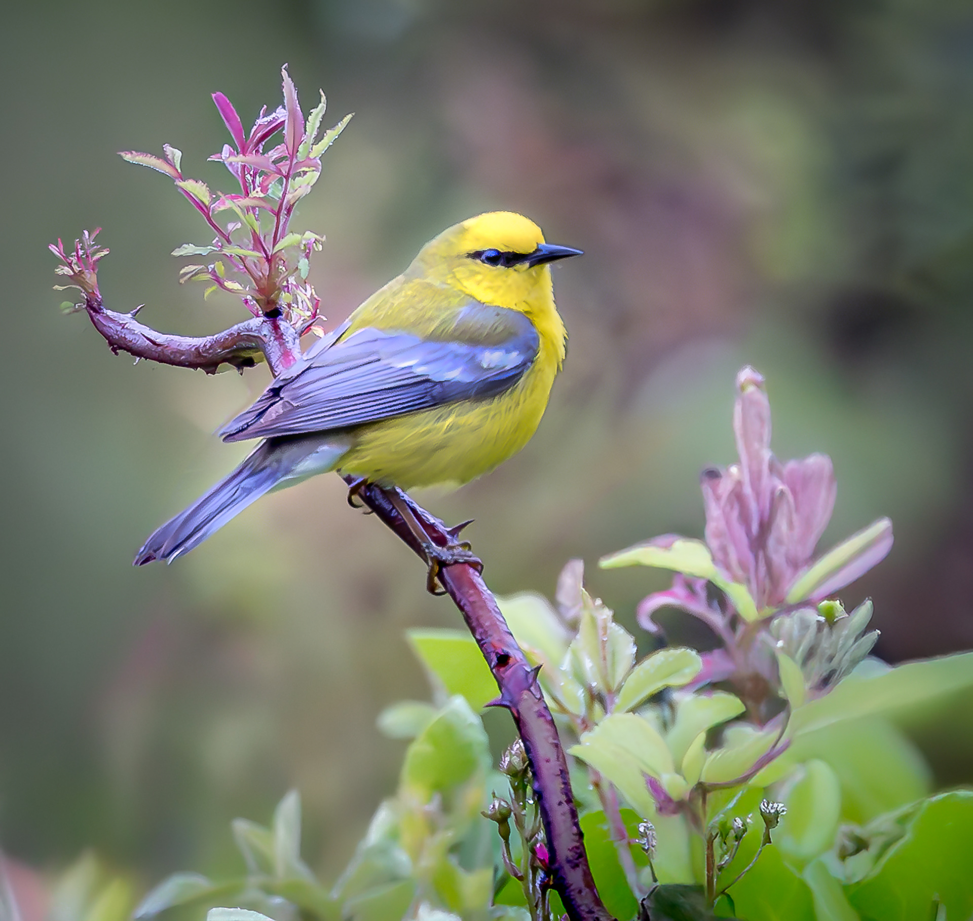Blue-winged Warbler