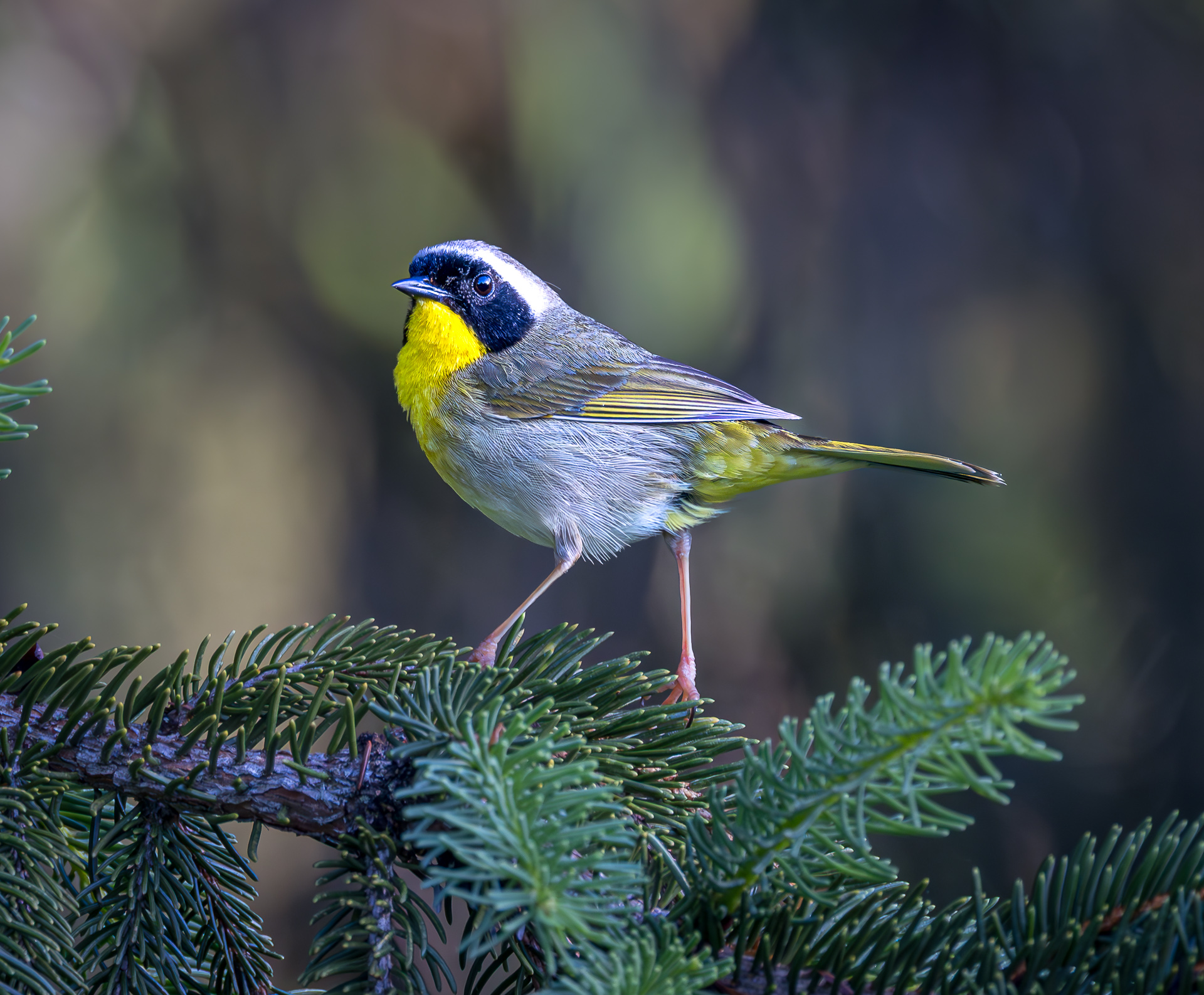 Common Yellowthroat