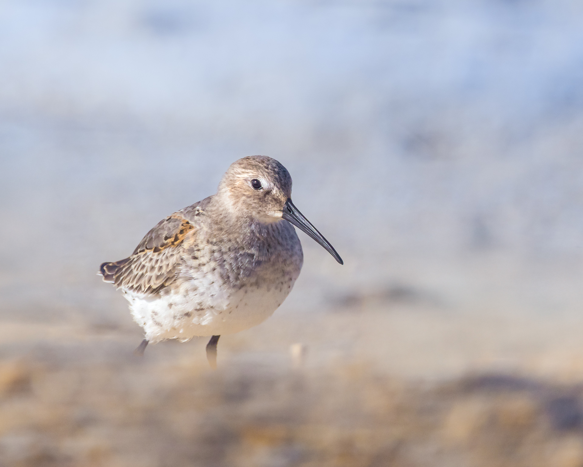 Dunlin