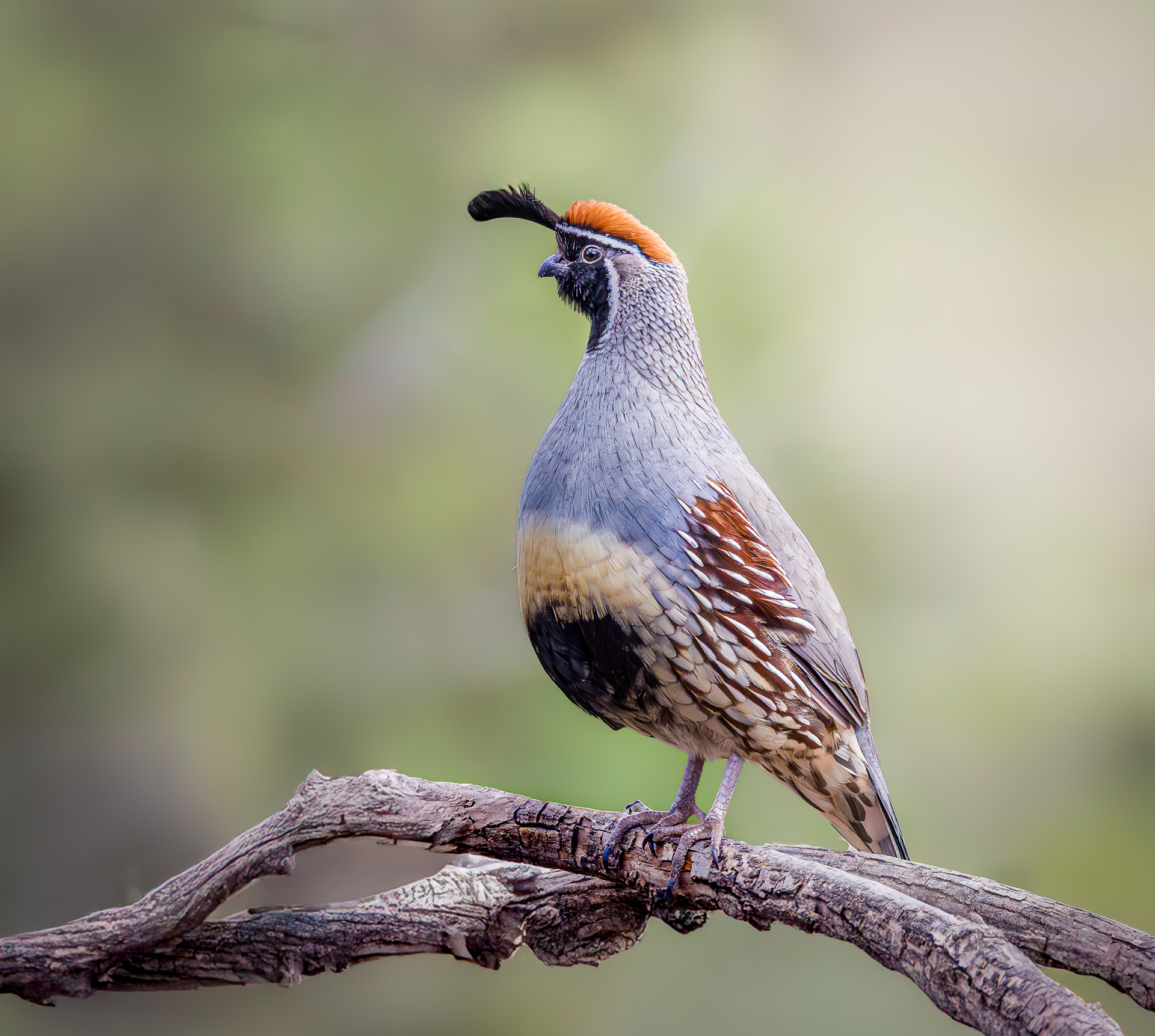 Gambel's Quail