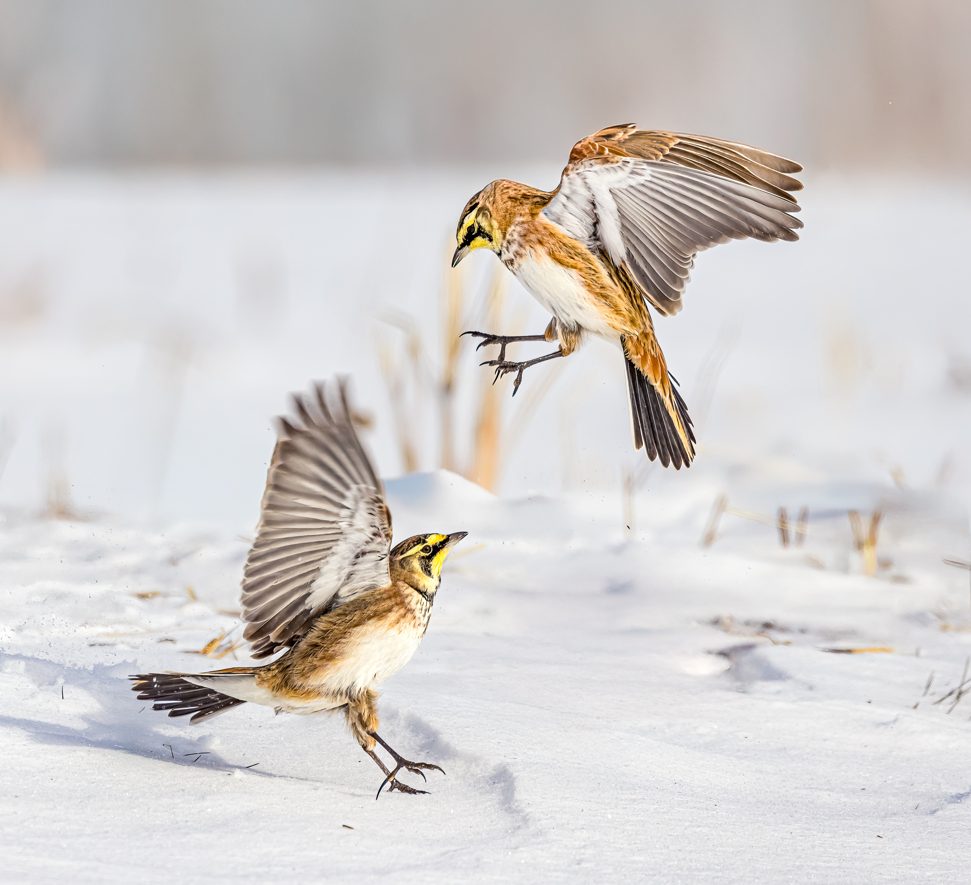 Horned Lark