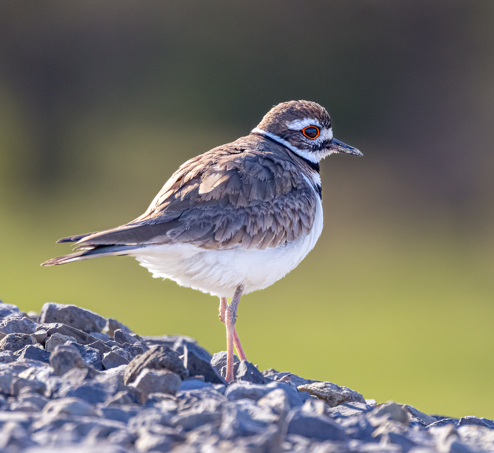 Killdeer