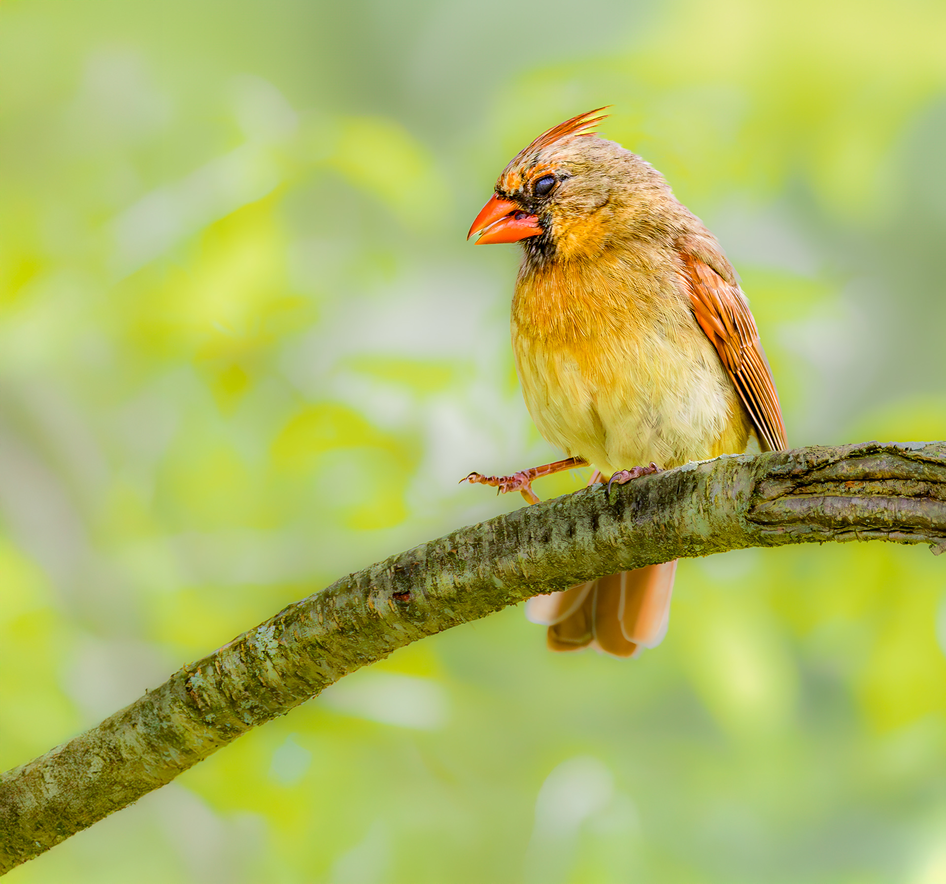 Northern Cardinal