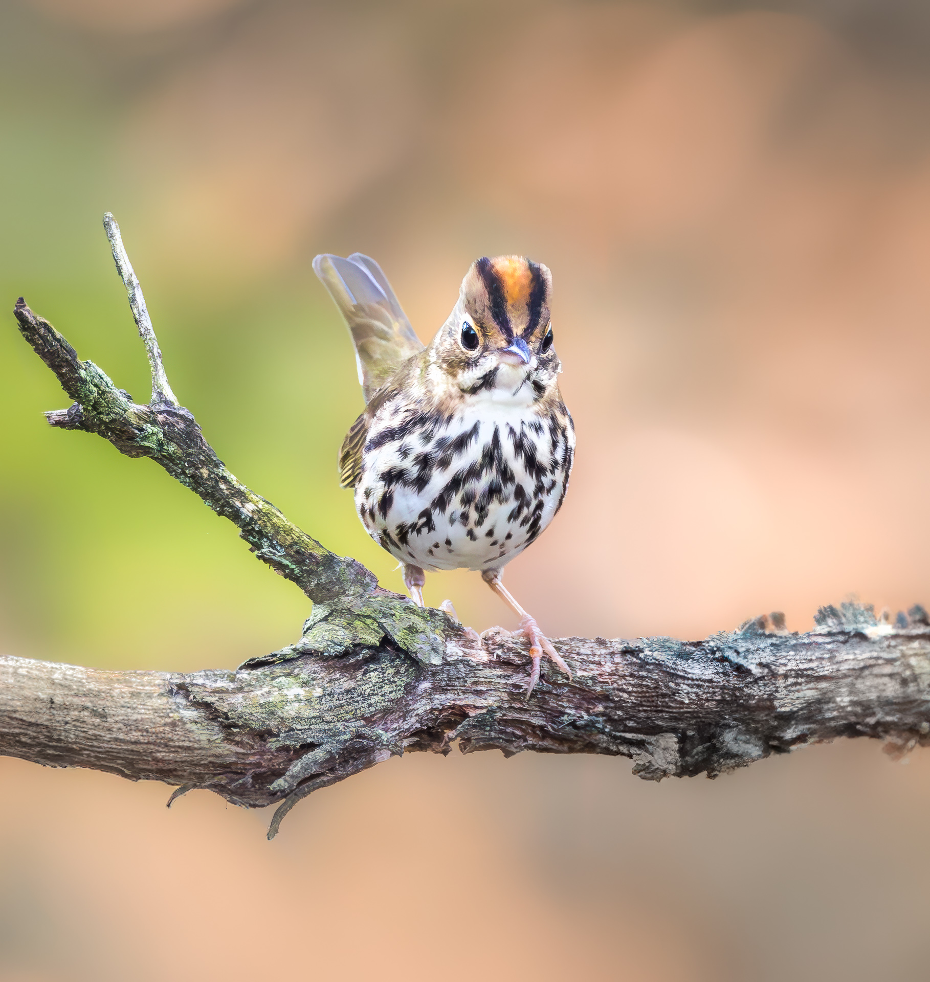 Ovenbird
