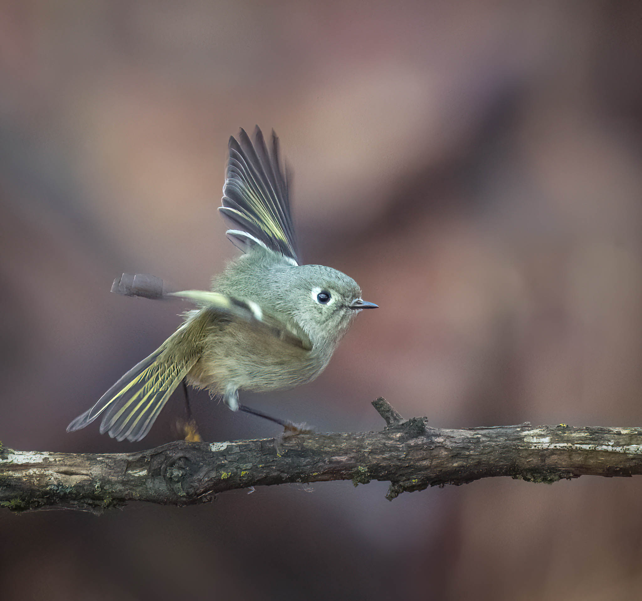 Ruby-crowned Kinglet