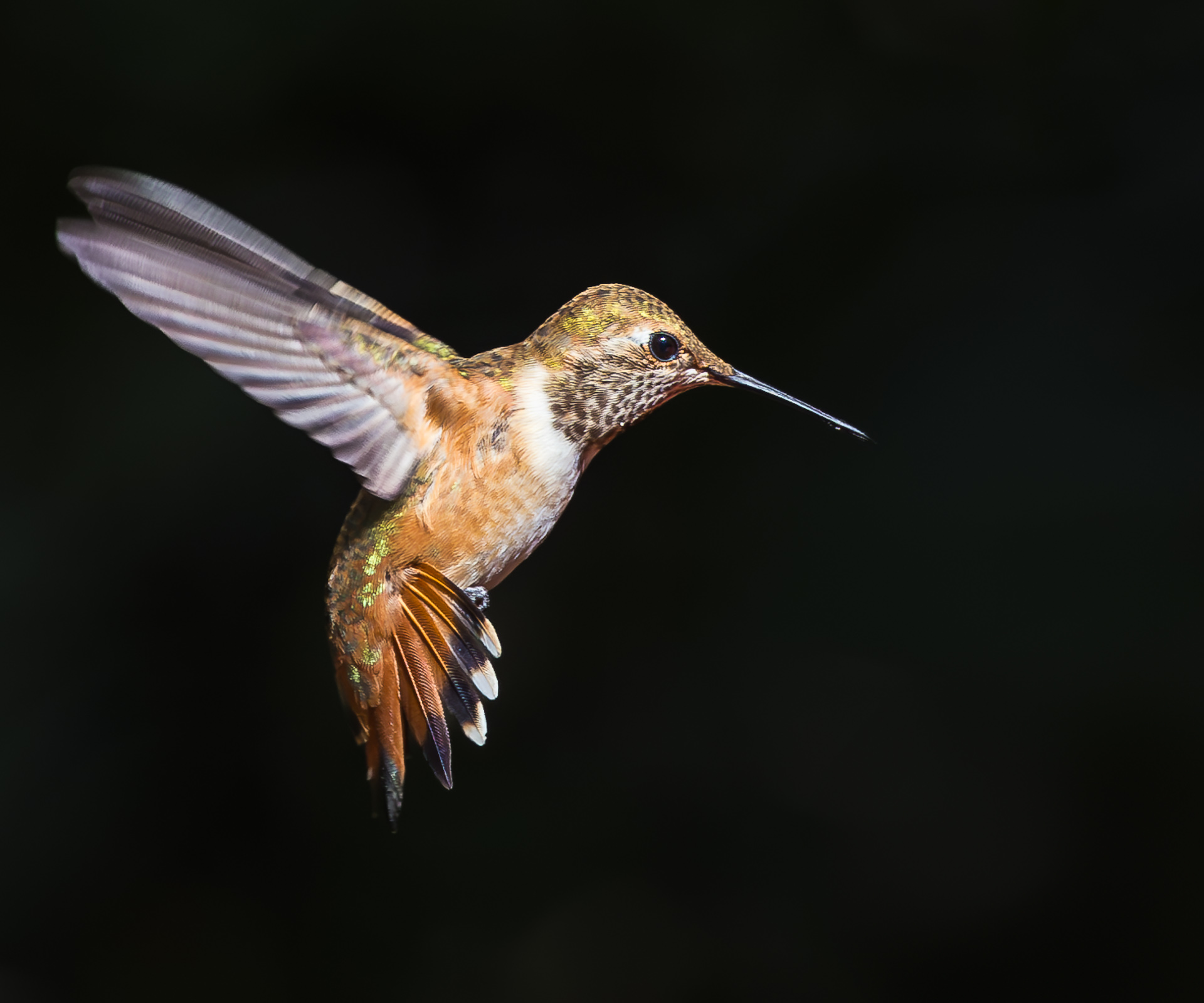 Rufous Hummingbird