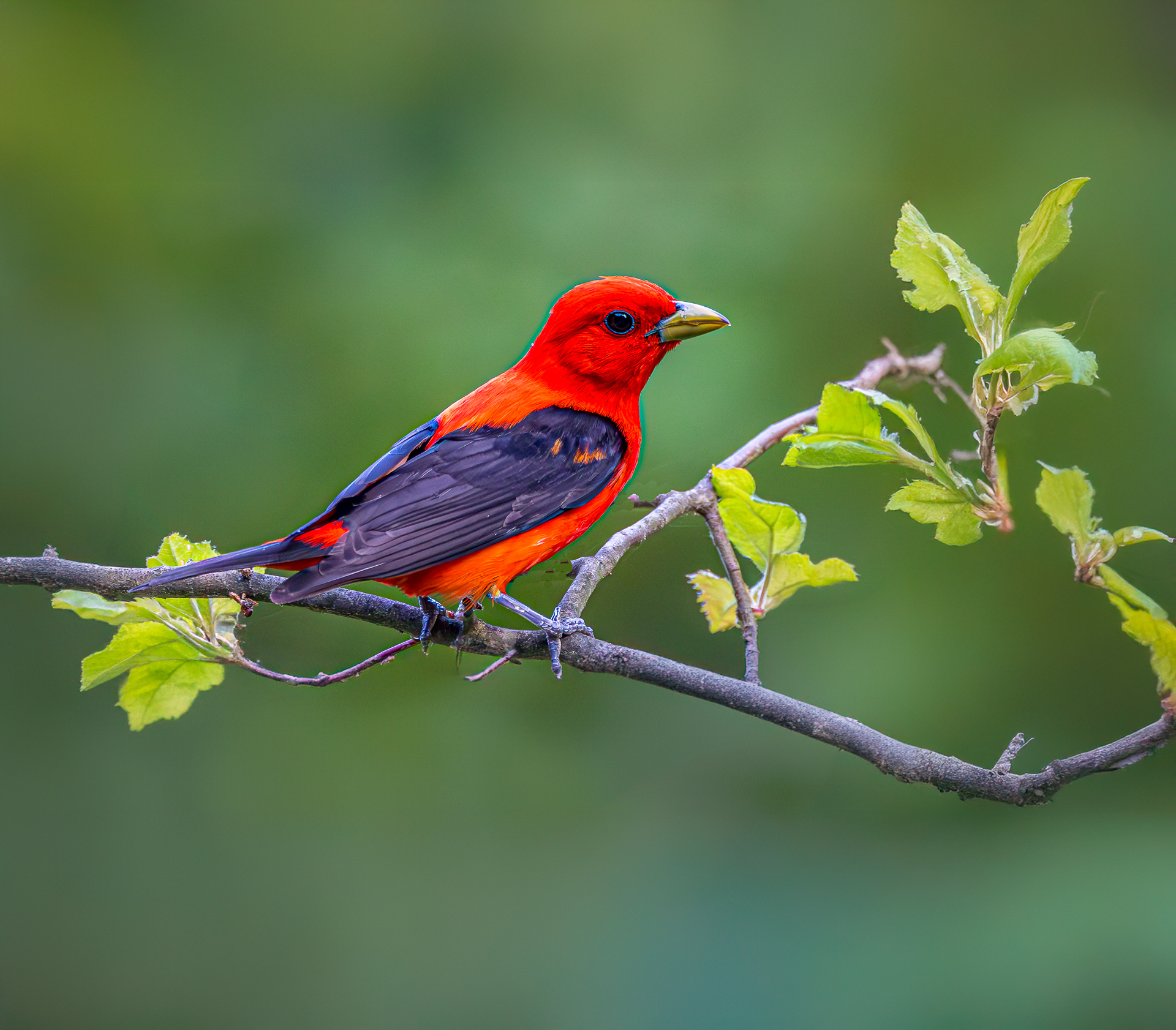 Scarlet Tanager