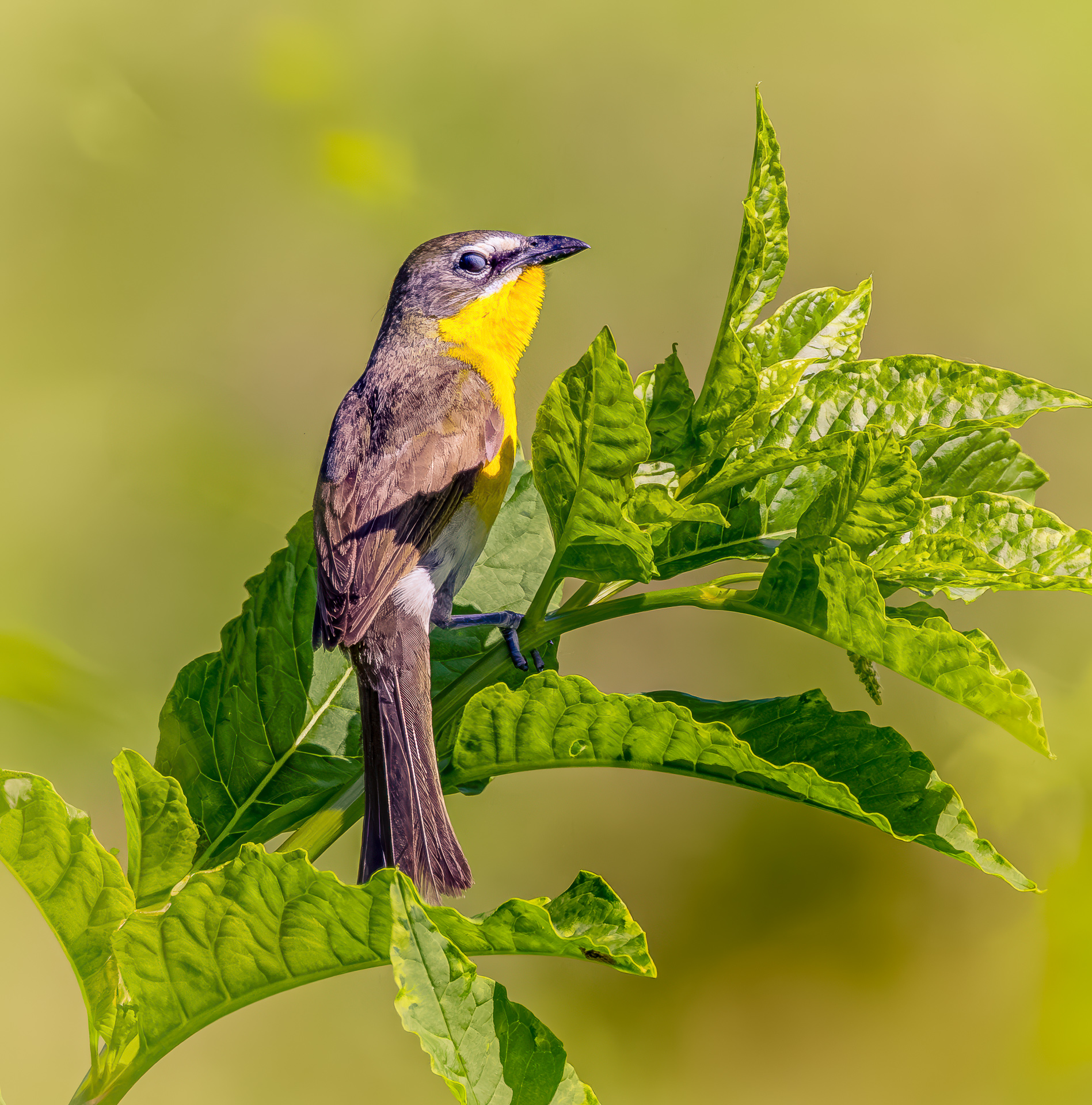 Yellow-breasted Chat