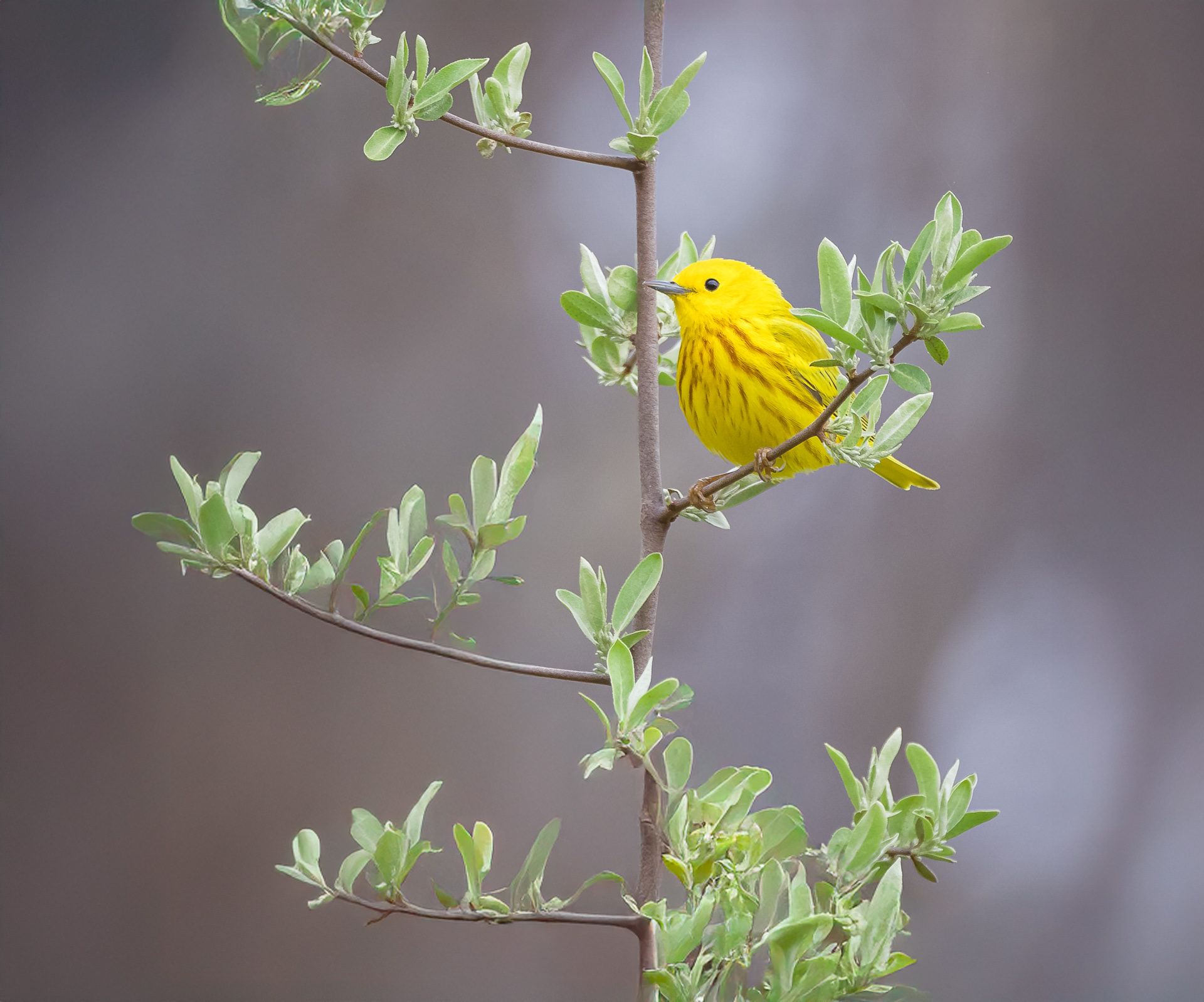 Yellow Warbler