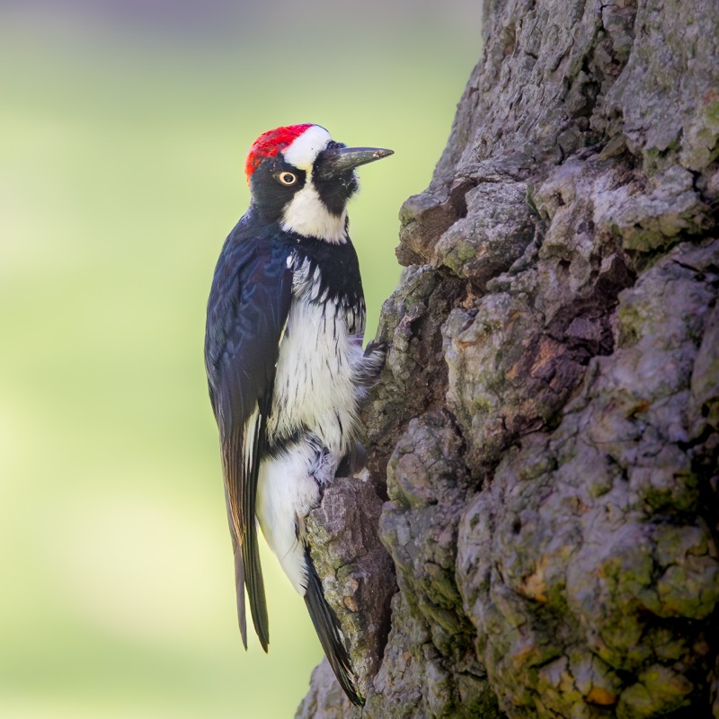 Acorn Woodpecker