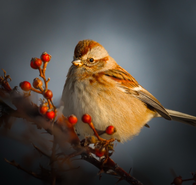 American Tree Sparrow