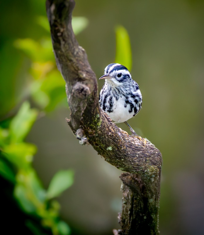 Black-and-white Warbler