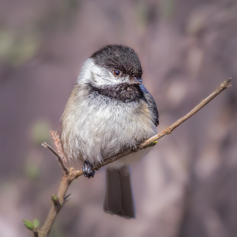 Black-capped Chickadee