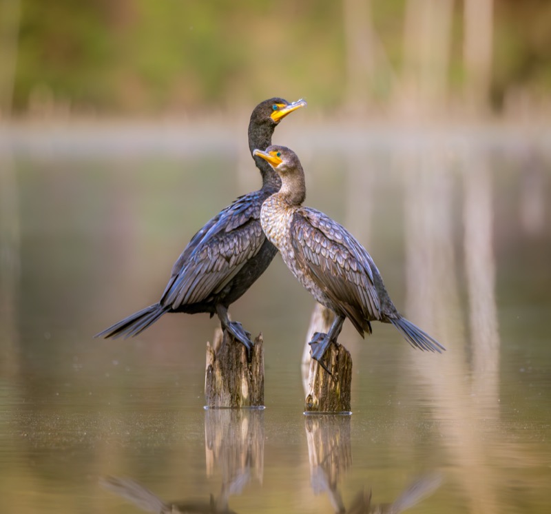 Double-crested Cormorant