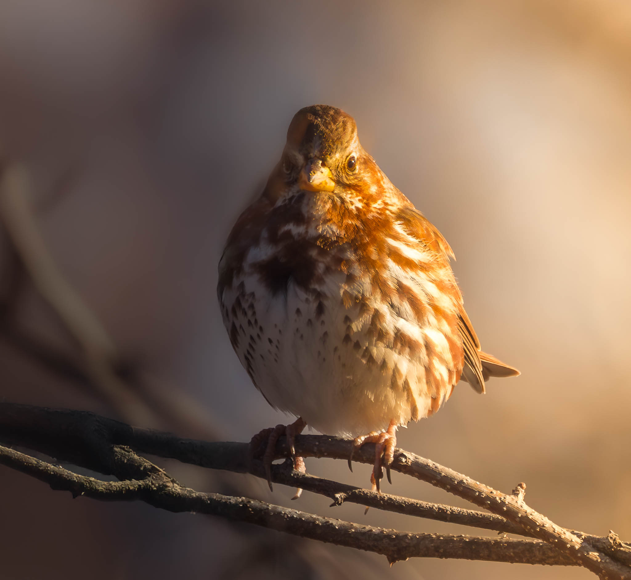 Fox Sparrow