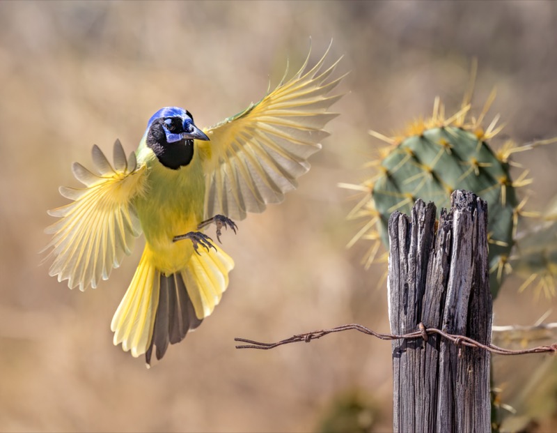 Green Jay