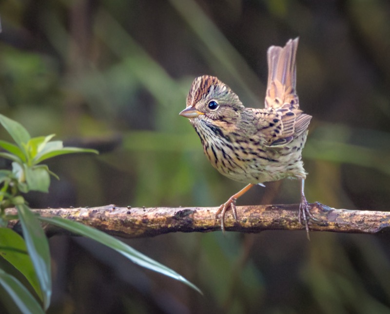 Lincoln's Sparrow