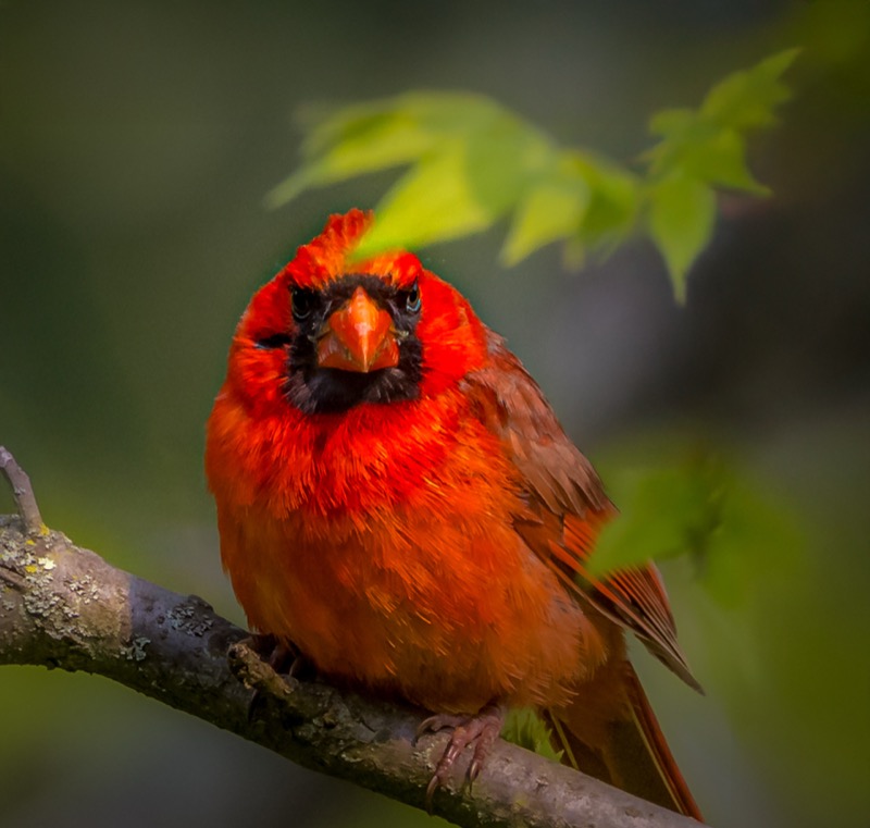 Northern Cardinal
