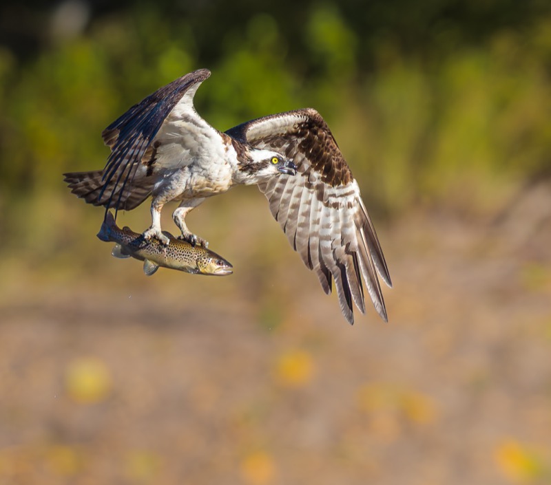 Osprey