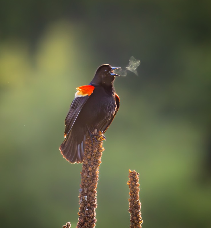 Red-winged Blackbird