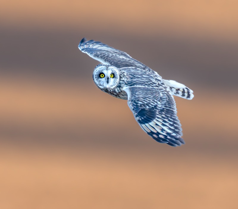 Short-eared Owl