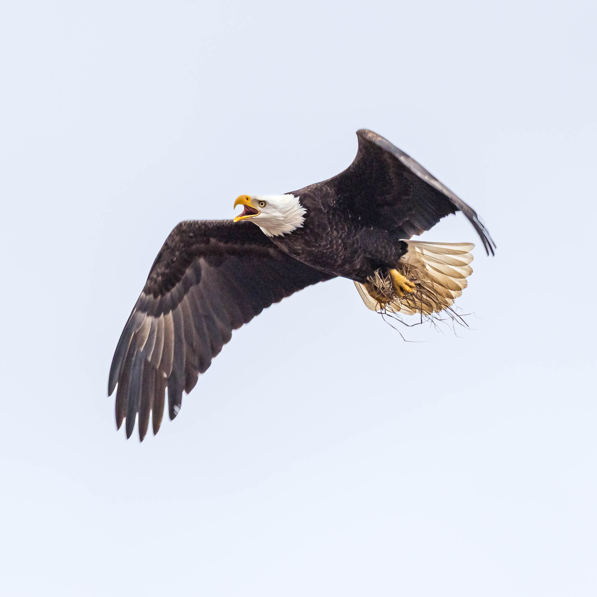 Bald Eagle