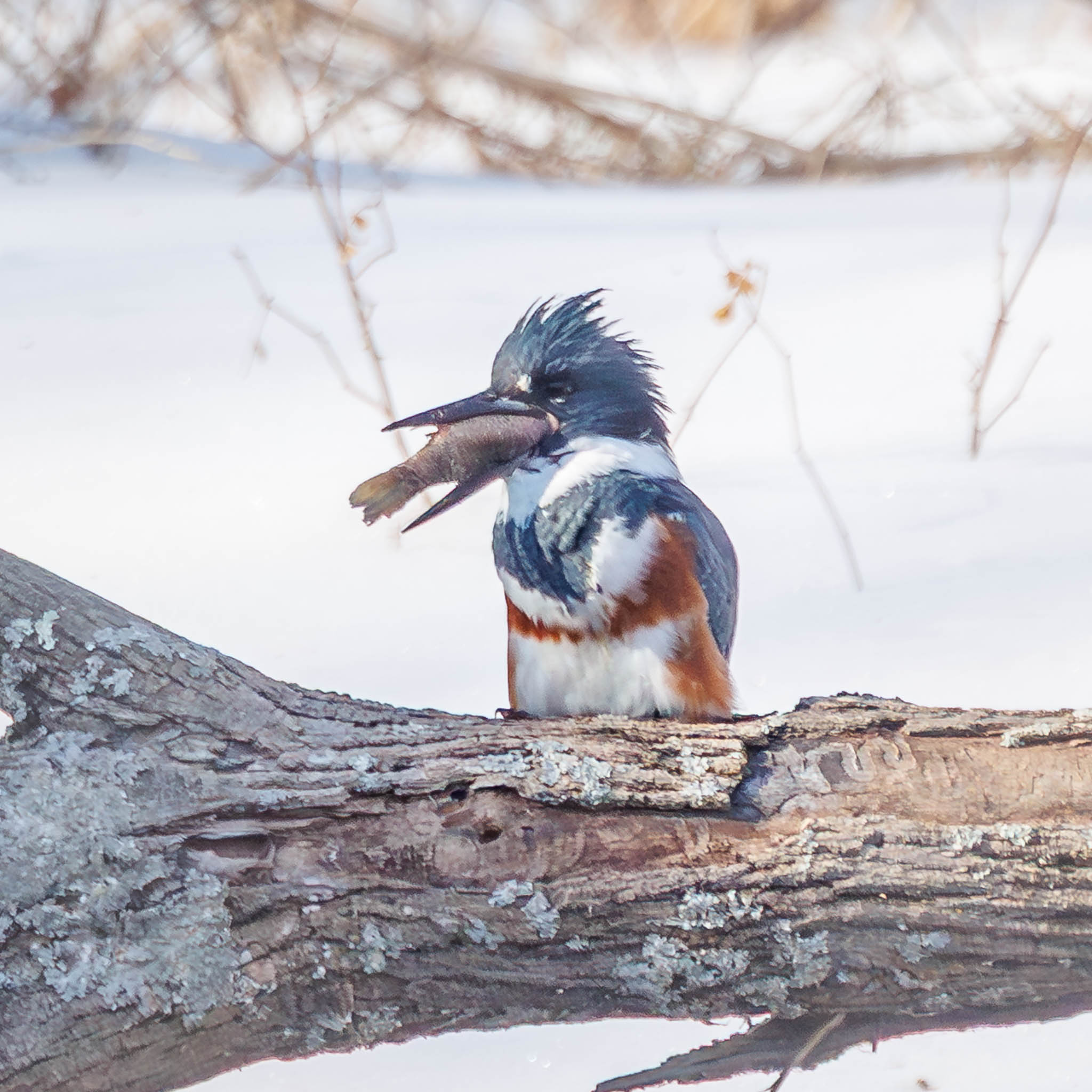 Belted Kingfisher