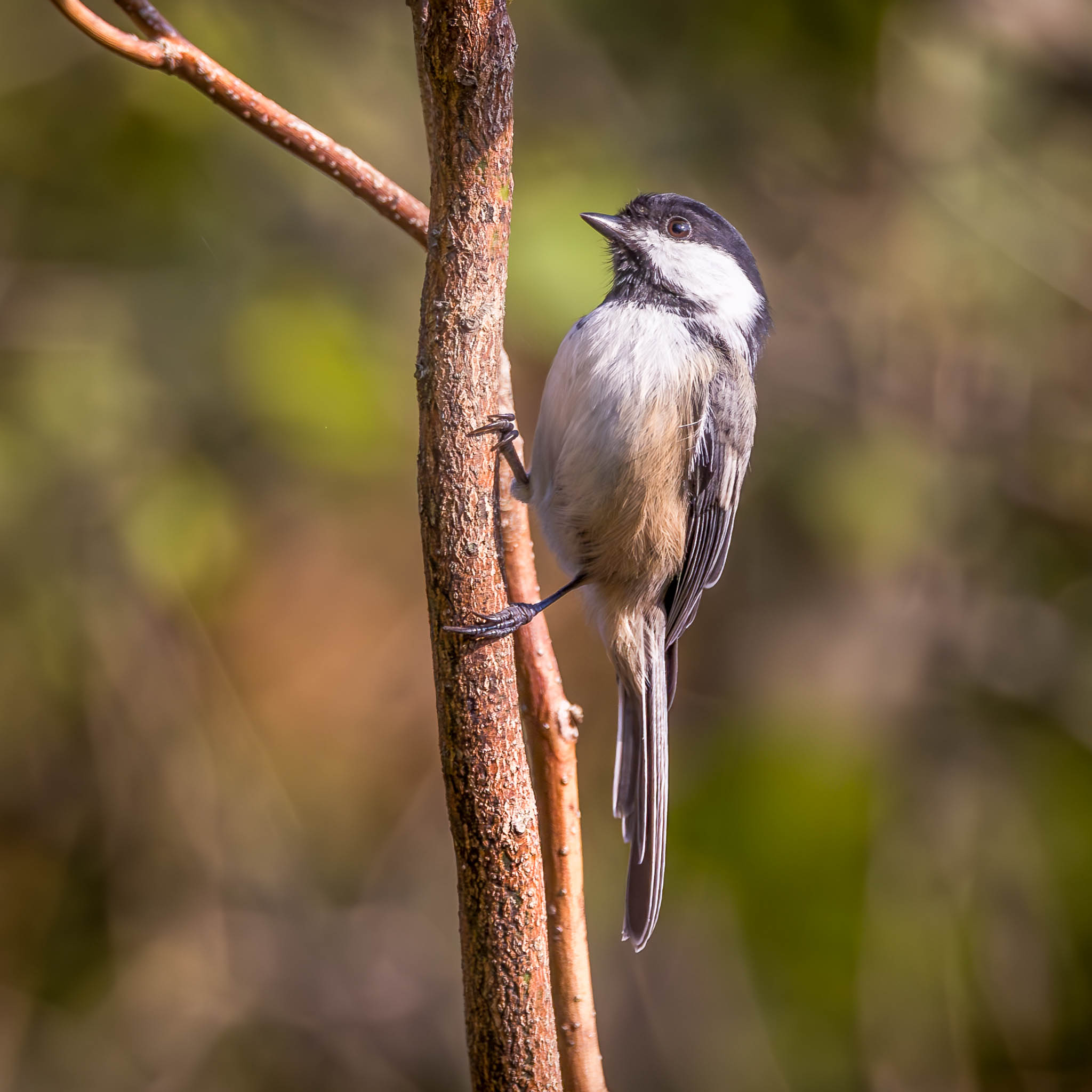 Black-capped Chickadee
