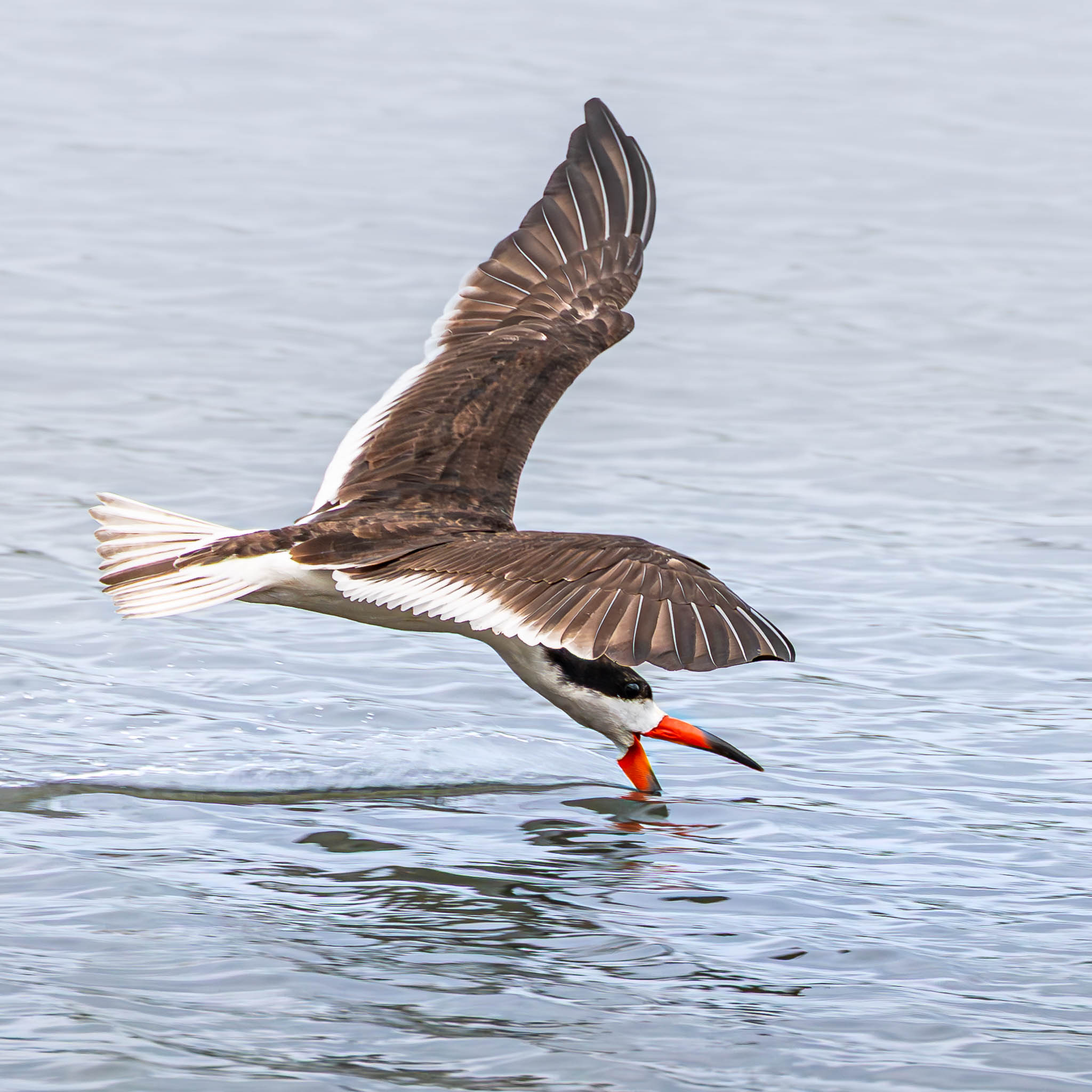 Black Skimmer