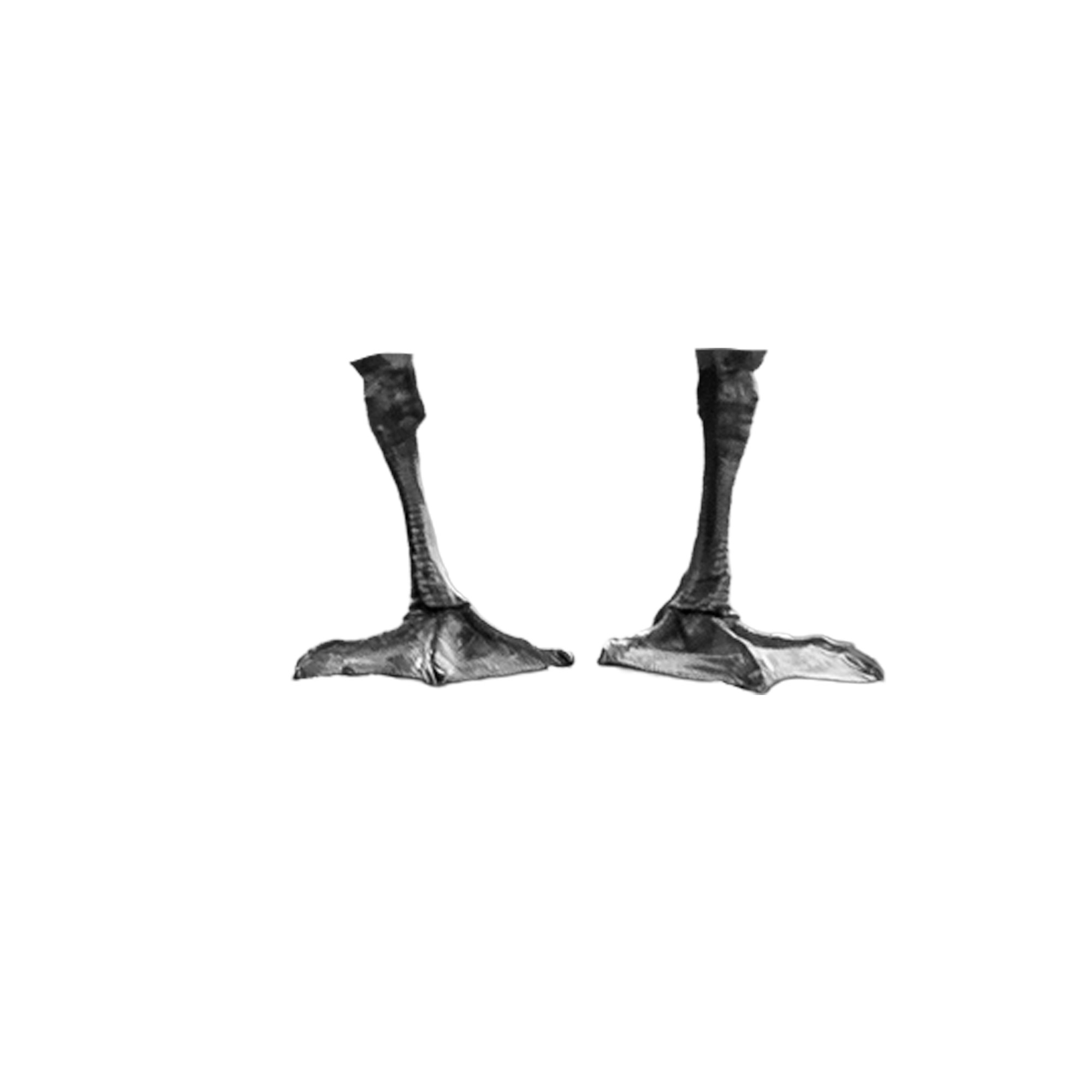 Mystery Bird Close-up