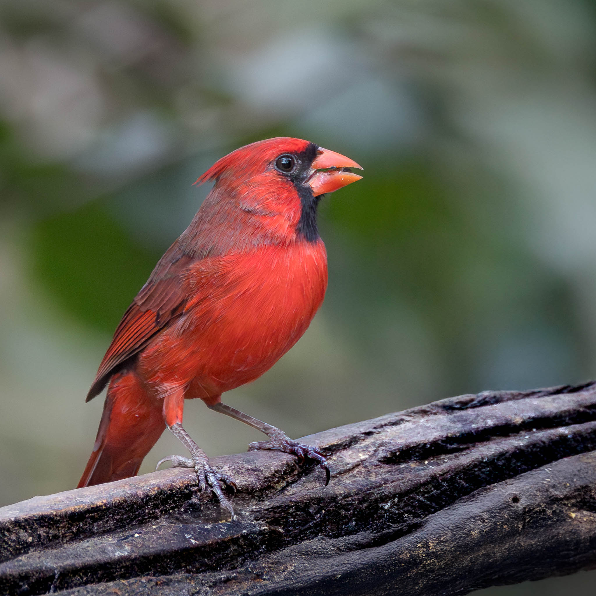 Northern Cardinal