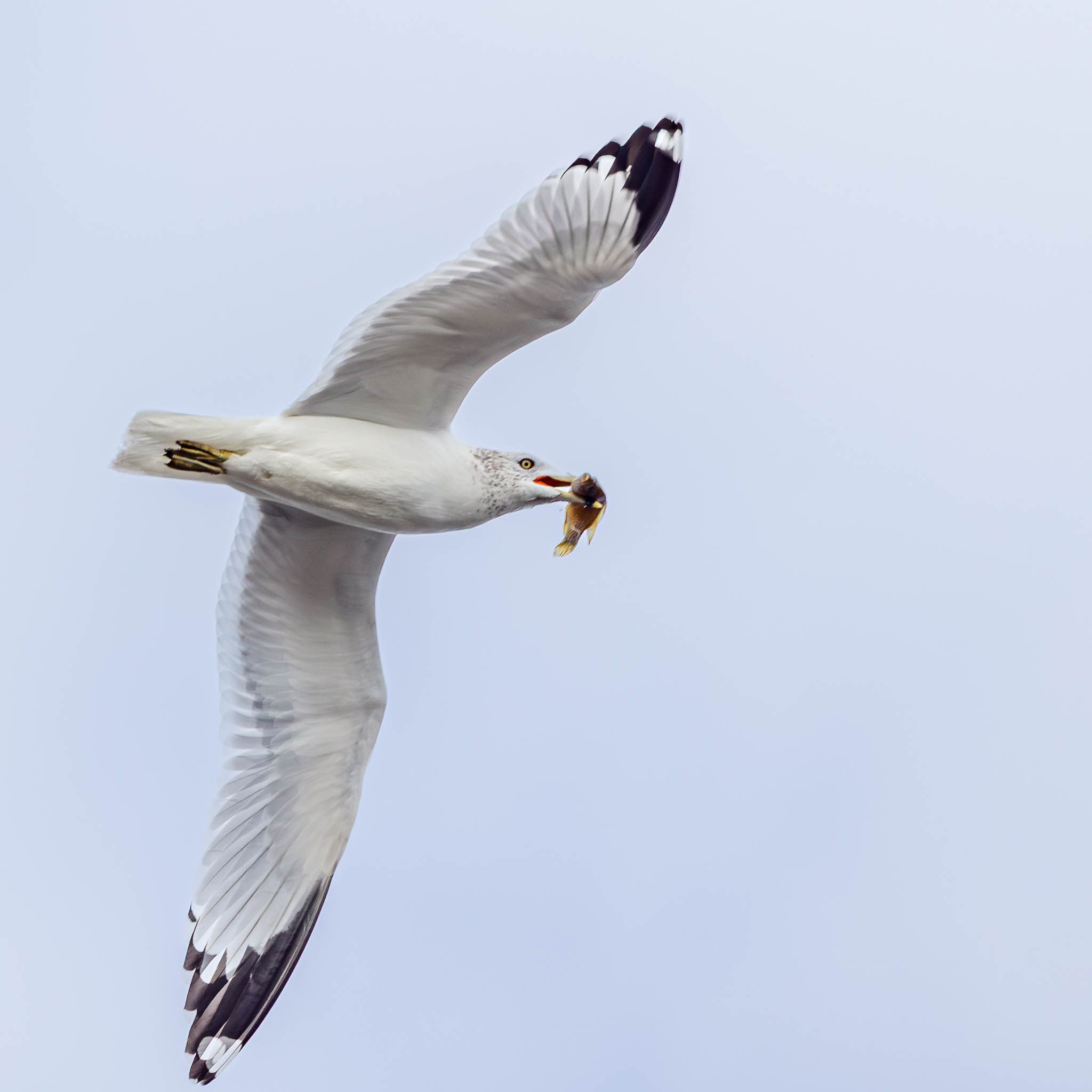 Ring-billed Gull