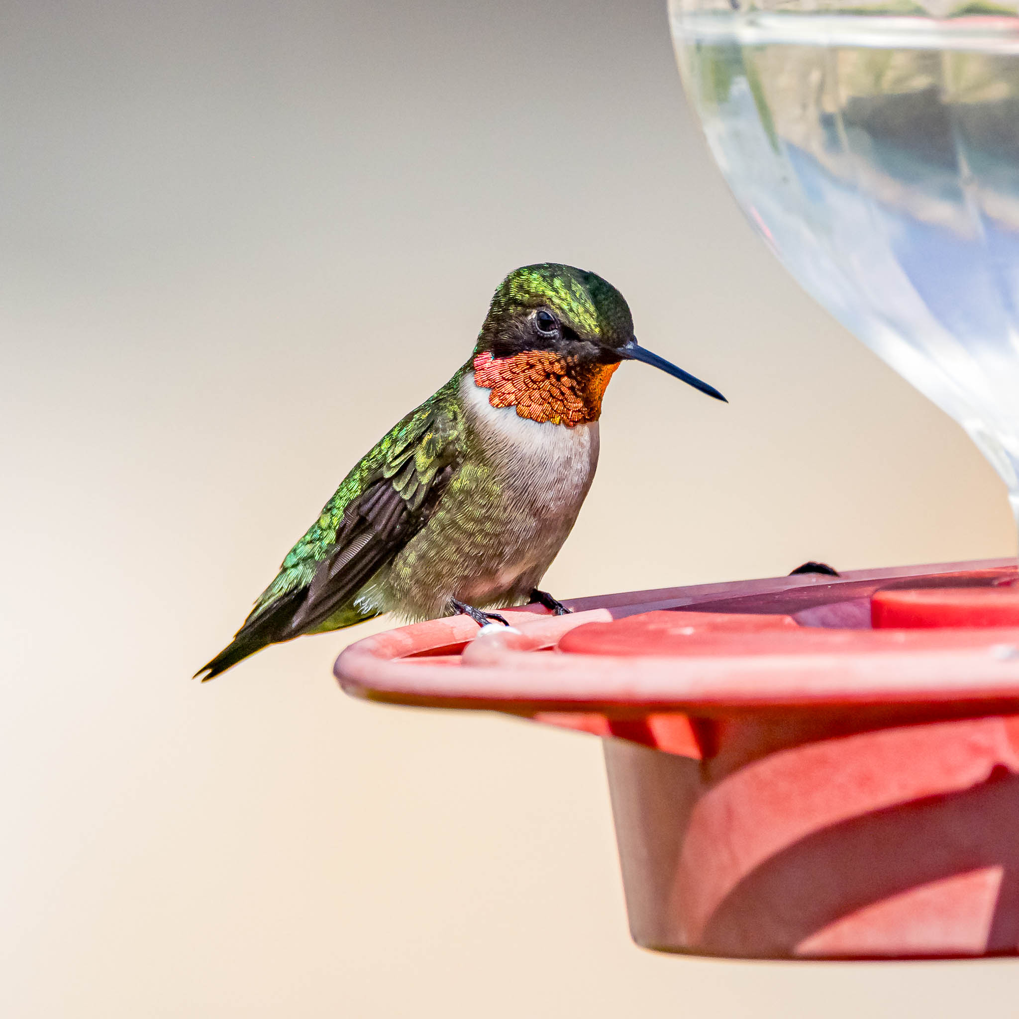 Ruby-throated Hummingbird