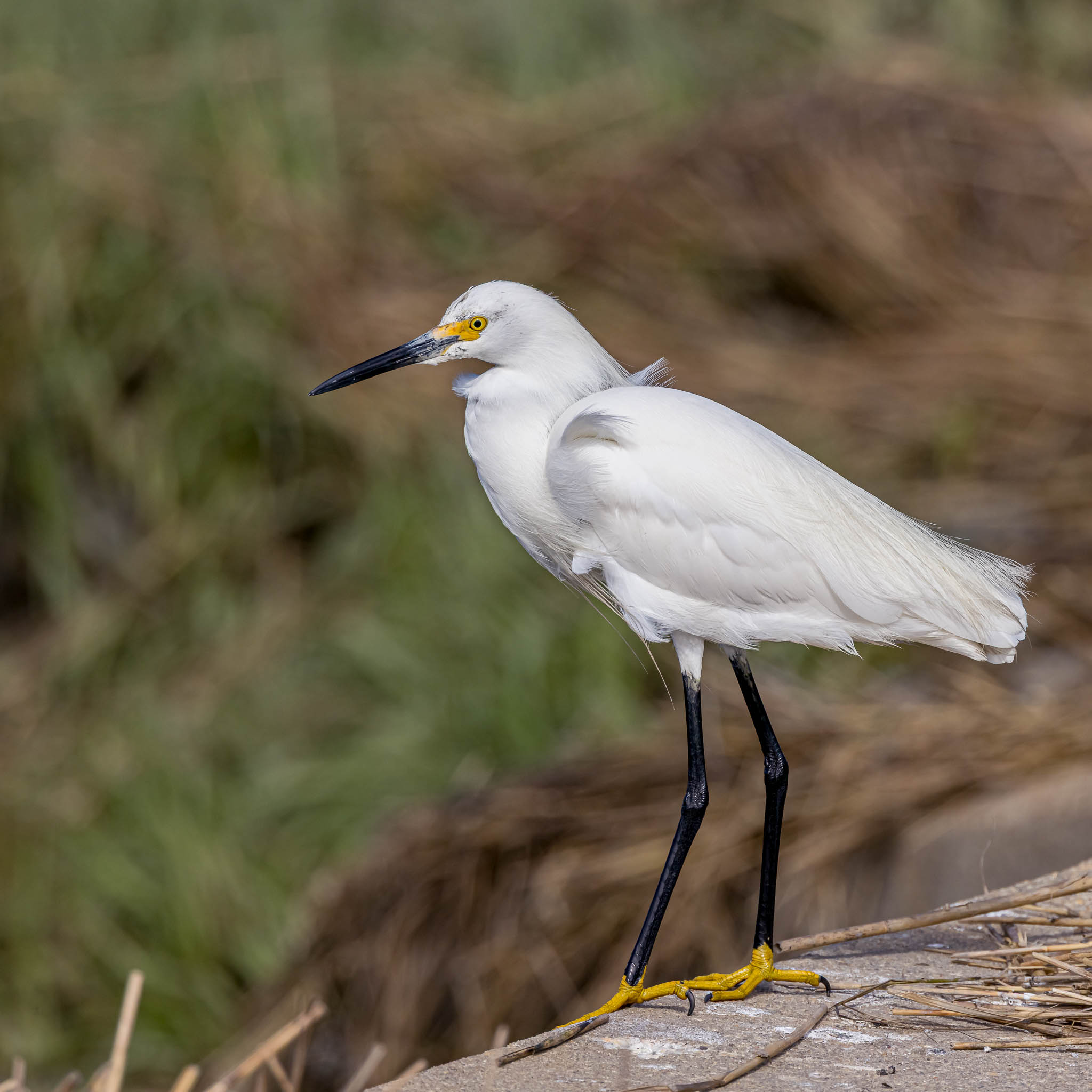 Snowy Egret