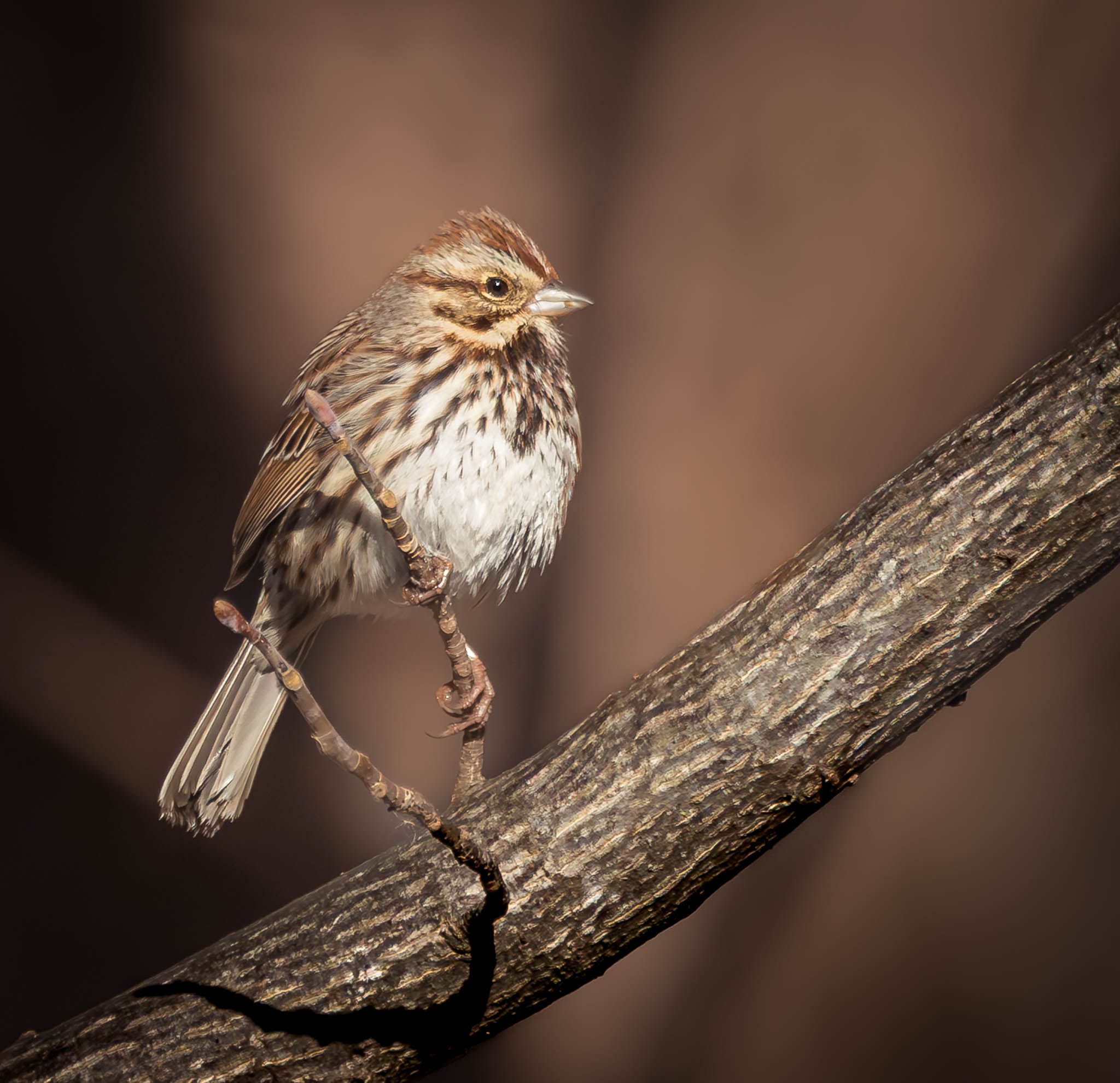 Song Sparrow