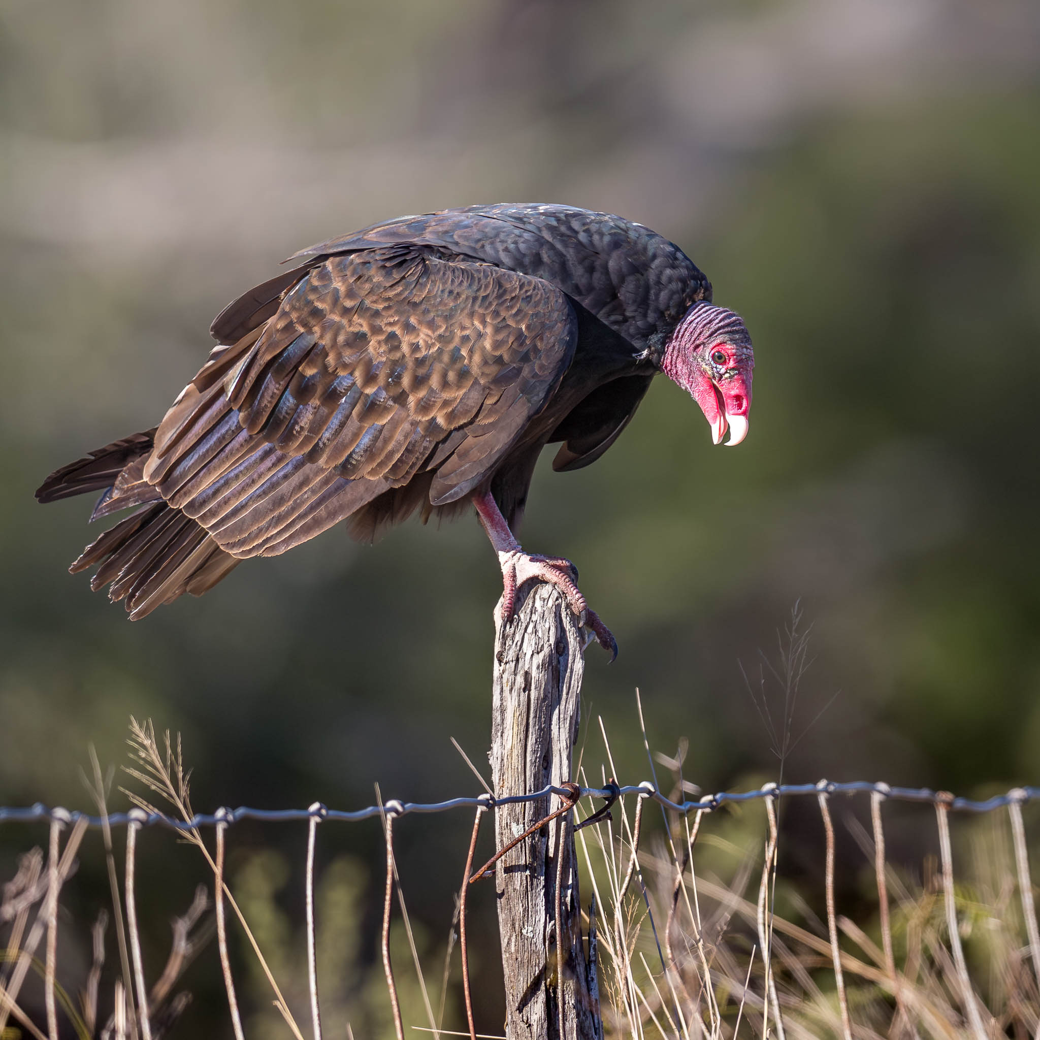 Turkey Vulture