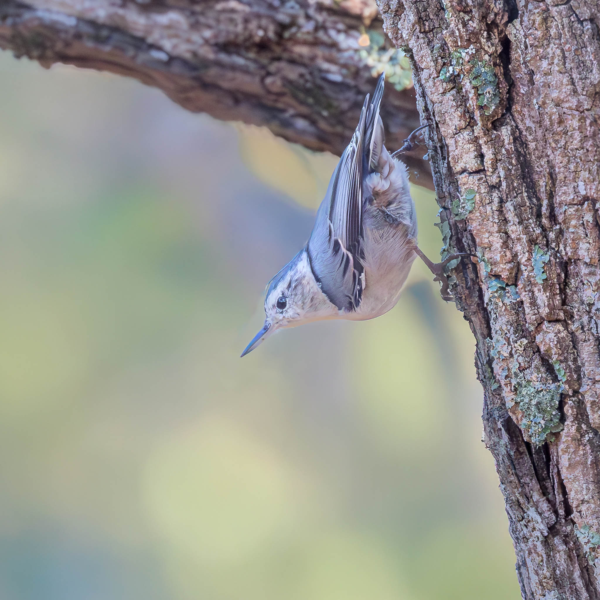 White-breasted Nuthatch